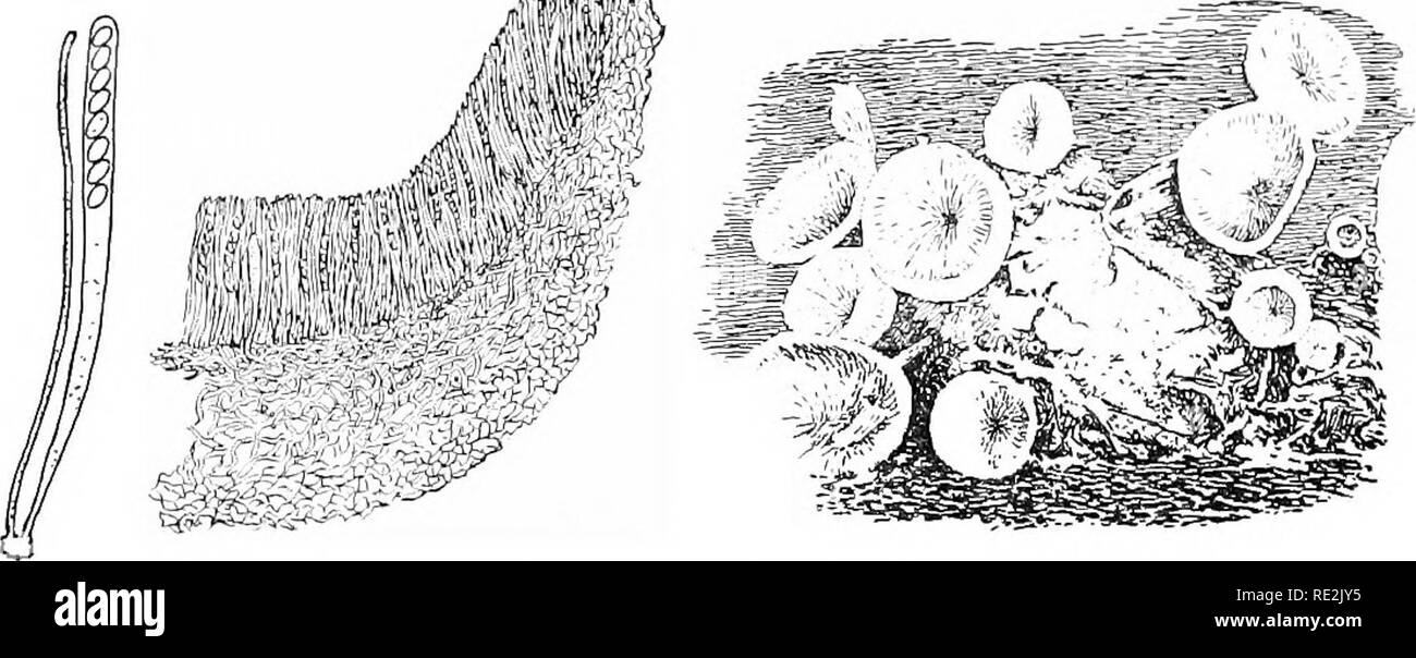 . Introduzione alla botanica. La botanica. 242 introduzione alla botanica tra gli altri algge-funghi che causano comuni malattie distruttive sono quelli che causano il mirtillo rosso fiele; il marciume bruno di limoni e altri frutti citrous; il bianco, o roverella, muffa di Shepherd's-borsellino, il ravanello comune, senape e rapa; e la peronospora di cetrioli, zucche, cocomeri, e hma fagioli. 230. La sac funghi. Alcuni dei più comuni sac i funghi sono la tazza di funghi, IL MOREL, i lieviti e muffe; quest'ultimo spesso appaiono su foglie di piantaggine, smartweed, lilla,. Fig. 188. Marciume bruno {Sclerotinia) gr Foto Stock