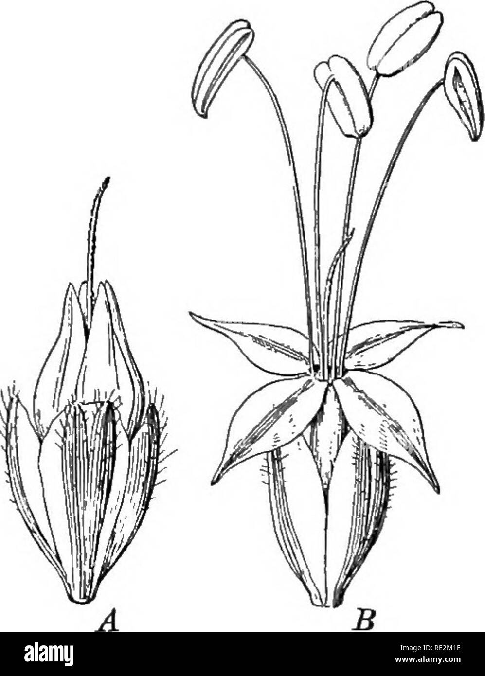 . Pratico botanica. La botanica. POLLIXATION AXD la fecondazione 131 123. Prevenzione dell'autoimpollinazione, dichogamy. Naturalmente fiori dicecious lilce quelli del salice non può essere auto-polli- tramite NAT. Quelli monoica come quelli di mais Indiano (Figg. 335 e 336) sono suscettibili di essere impollinate con il polline di un altro impianto. Per quanto riguarda i fiori di bisessuale, è e^'ident che ci sono molte opportunità per l'autoimpollinazione. Ma in tutti i casi in cui l'impollinazione incrociata produce più di sementi o piante più forte, o entrambi, è chiaro che qualsiasi cosa nella struttura o modalità di sviluppo del fiore. Si prega di non Foto Stock