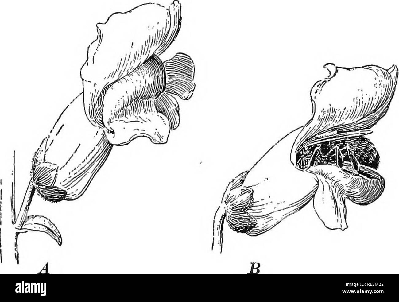 . Pratico botanica. La botanica. 126 Botanica pratico display è tutto fatto da una vista ingrandita e cospicuo gruppo di foglie specializzati (brattee) che circondano il fiore, come nella fioritura sanguinello e molte L E EUFORBIE (Fig. 292), o anche da altamente colorato foglie ordinario, come nel poinsettia. 120. Gradi di specializzazione per i visitatori di insetti. Fiori con una spalmatura cade e simmetria radiale - come quelle del stonecrop (Fig. 92) e il live-forever, il grano saraceno (Fig. 114) e il cumino (Fig. 295), renoncules, papaveri, rose, e hun- dreds di altri tipi noti- sono aperte a tutti gli spigoli, Foto Stock