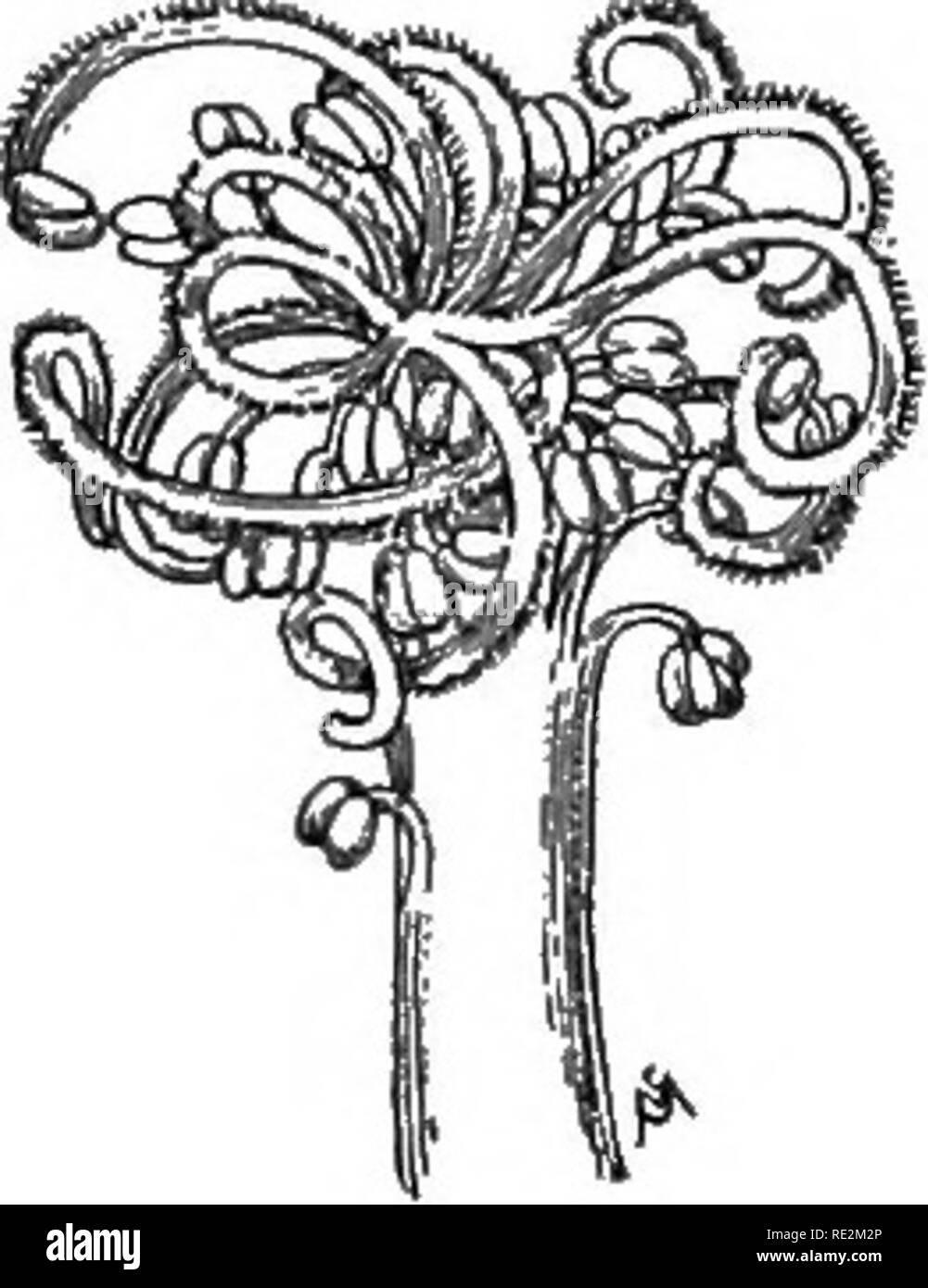 . Pratico botanica. La botanica. Impollinazione e fecondazione 121. La stigmatizzazione come lungo come il fiore rimane indisturbato; ma in un periodo successivo allo sviluppo degli organi, antere e gli stimmi possono crescere in contatto gli uni con gli altri e di auto-polh- nazione essere fissato (Fig. 111). È un fatto degno di nota che quando uno stigma viene impollinata con il polline dello stesso fiore o da un altro fiore della stessa pianta, e anche con il polline di un altro individuo della stessa specie, generalmente solo a quest' ultimo il polline prende effetto nel fecondare l'uovo. In altre parole, fore'ujn polline è prejwteiit oltre il polline f Foto Stock