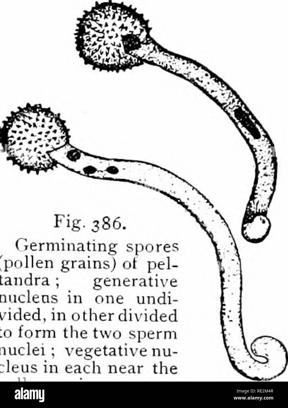 . Elementare di botanica. La botanica. 650. Prothallium maschio di angiosperme.-La prima divisione che avviene nel nucleo del granello di polline avviene, nel caso di trillium e molti altri dell'angio- spermi, prima che il grano di polline maturo. Nel caso di alcuni esemplari di T. grandiflorum in cui il polline è stato formato nel corso del mese di ottobre dell'anno prima della fioritura, divi- mi-ig. 385. ^ •' ^ &AMP;' quasi maturo sion del nucleo in due nuclei hanno avuto luogo granello di polline di tnl- . , , , R Hum. 1 Egli sooii minore altera la formazione 01 quattro cellule dalla cella è generi- ,.., Foto Stock
