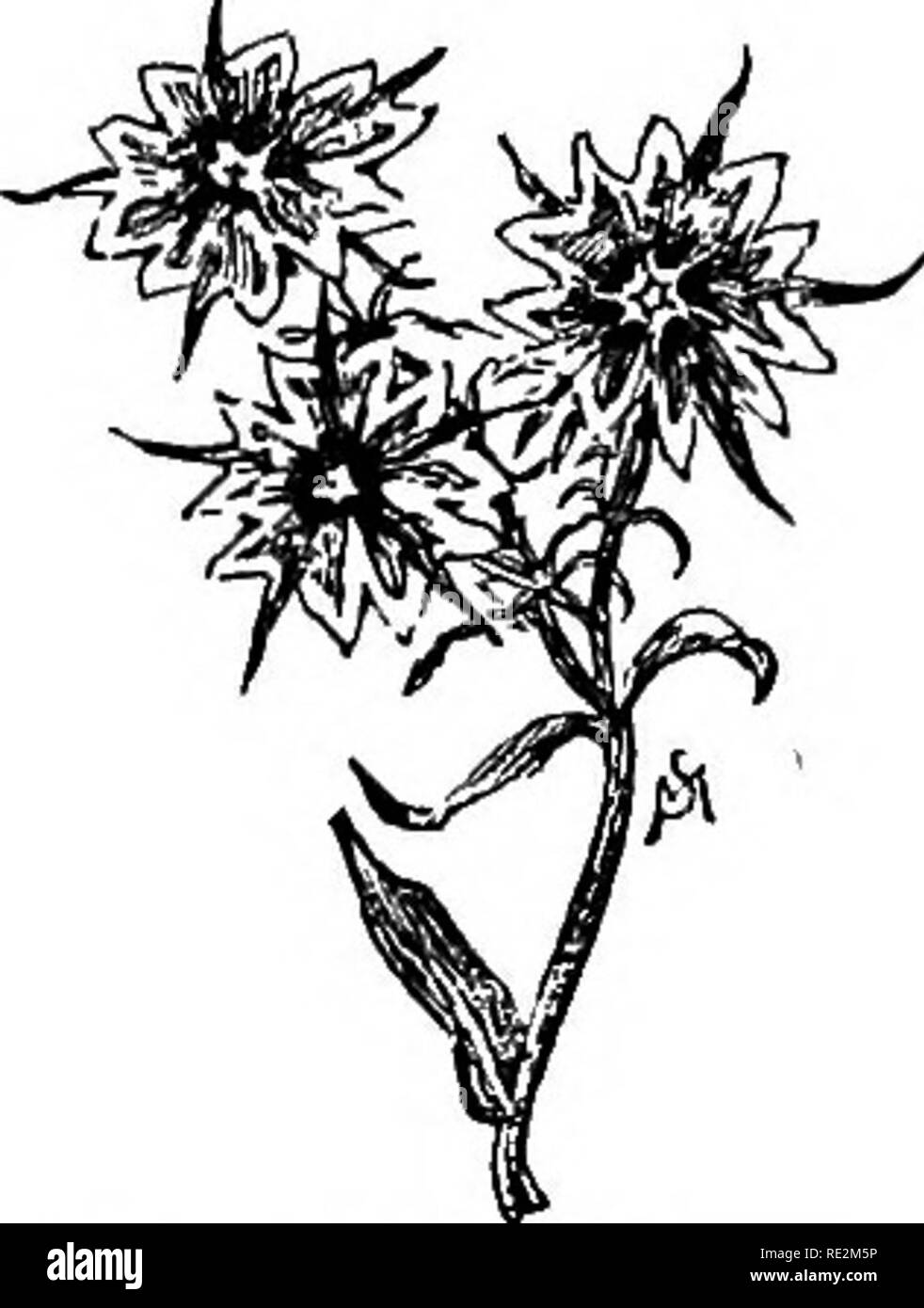 . Familiarità dei fiori di campo e giardino;. La botanica. 94 familiarità dei fiori di campo e di giardino. diffusione di cluster di grandi dimensioni e lilla bluastro fiori lilla che compaiono nella tarda primavera; è stata attraversata in coltivazione, e si trova nel giardino di figura più grande e più colori. P. glaberrima e P. Ca/rolina sono rosa e giallo-rosa varietà che sono com- mon nel vicino "a ovest e a sud e fiore all'inizio dell'estate. I cinque lobi della corolla sono rotondi. L'ex varietà ha gambi sottili, lunghe lance a forma di foglie e fiori allentati i cluster; il lat- Star di Quedlinburg. ter, stout steli, Foto Stock