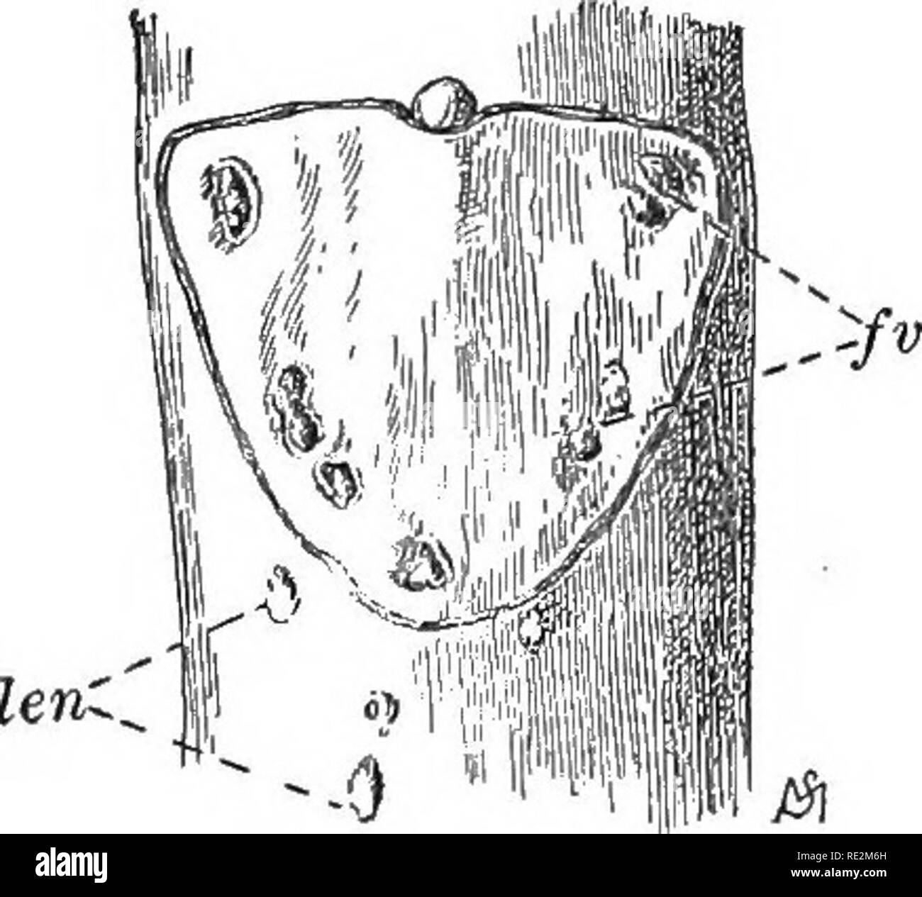 . Pratico botanica. La botanica. 102 PKACTICAL botanica. Maiale. 87. La cicatrice di foglia di cavallo- chestnut /", cicatrici posizione di marcatura di fibro- fasci vascolari; len, lenticelle. Due volte la dimensione naturale fiori possono essere distrutti dal gelo come i germogli si apre, e in tal caso nessuna cicatrice di frutta saranno lasciati alla fine della stagione, sul nascere lo sviluppo molto simile a quello di una foglia di ordinaria bud. Il solo modo in cui si può acquisire familiarità con il corso dello sviluppo di germogli, di fiori e di frutti dai boccioli è contrassegnare alcune gemme simile a quello indicato con A in Fig. 76. Questo può essere fatto mediante legatura di un po' di spago in modo lasco sopra ciascun bud; ho Foto Stock