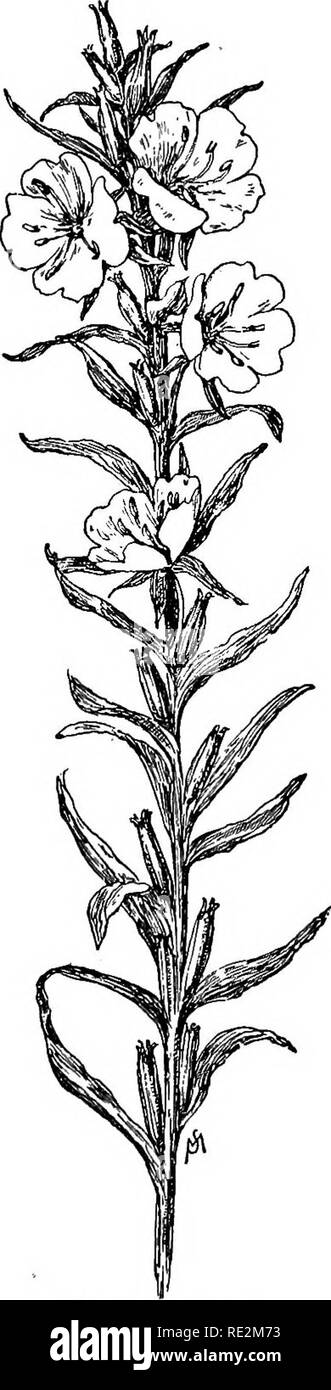 . Familiarità dei fiori di campo e giardino;. La botanica. Maggio, giugno e luglio. 77 tory appena come portulaca è; ma né la sera-primrose né la luminosa e tinte portu- laca sono soddisfacenti ai fiori di pick. Le alte dritte- derivava pianta ha un aver- età altezza di tre piedi. Fiorisce per tutta l'estate. WUd geranio. La wild ge- ranium, che maculatum. l'inglese di solito chiamata cranesbill selvatico, è un pallido fiore viola circa come delicato nel carattere come la sera-primrose; alcuni bot- anists non esitate a chiamare il suo colore rosa. Ma è grigio a destra è il viola chiaro. Ho trovato crescente da parte della strada- lato, Foto Stock