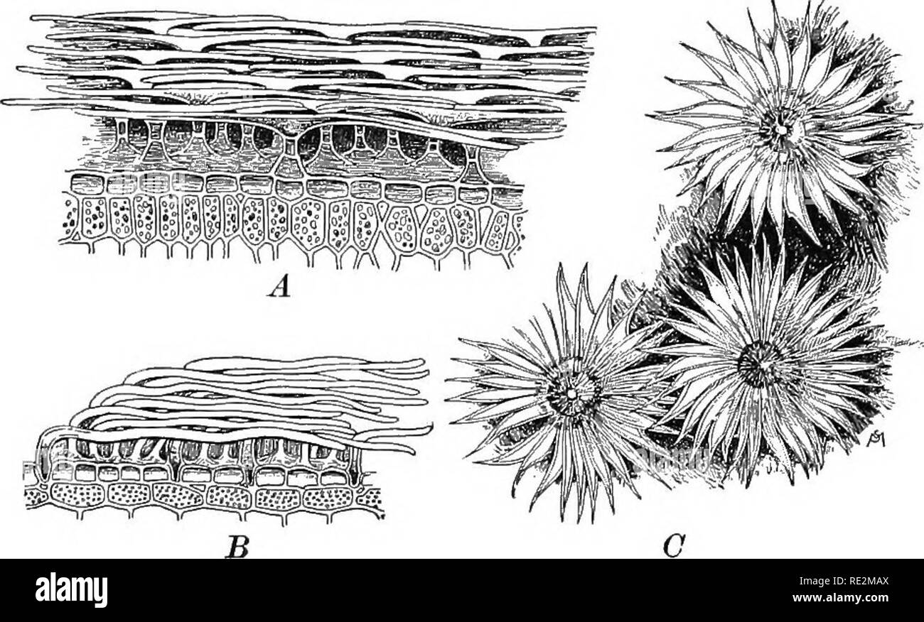 . Pratico botanica. La botanica. 70 Pratico botanica alcuni alberi e arbusti di molti in paesi come i medi- terranean regione e in California, dove i mesi più caldi sono. Fig. 57. I peli che proteggono le foglie da una eccessiva perdita di umidità A, a forma di T i peli di assenzio; B, setosi peli di Convolvuhix; C, scudo a forma di peli squamosa di Elxagnus. Tutti considerahly ingrandite. Dopo Kerner quasi rainless, sono estate-deciduo, perdendo quasi o del tutto tutte le loro foglie all'inizio dell'estate. Ramoscelli in questa estate sfrondato condi- zione sono stato trovati per perdere solo circa -^-^ quanta più acqua in un dato periodo di tempo Foto Stock