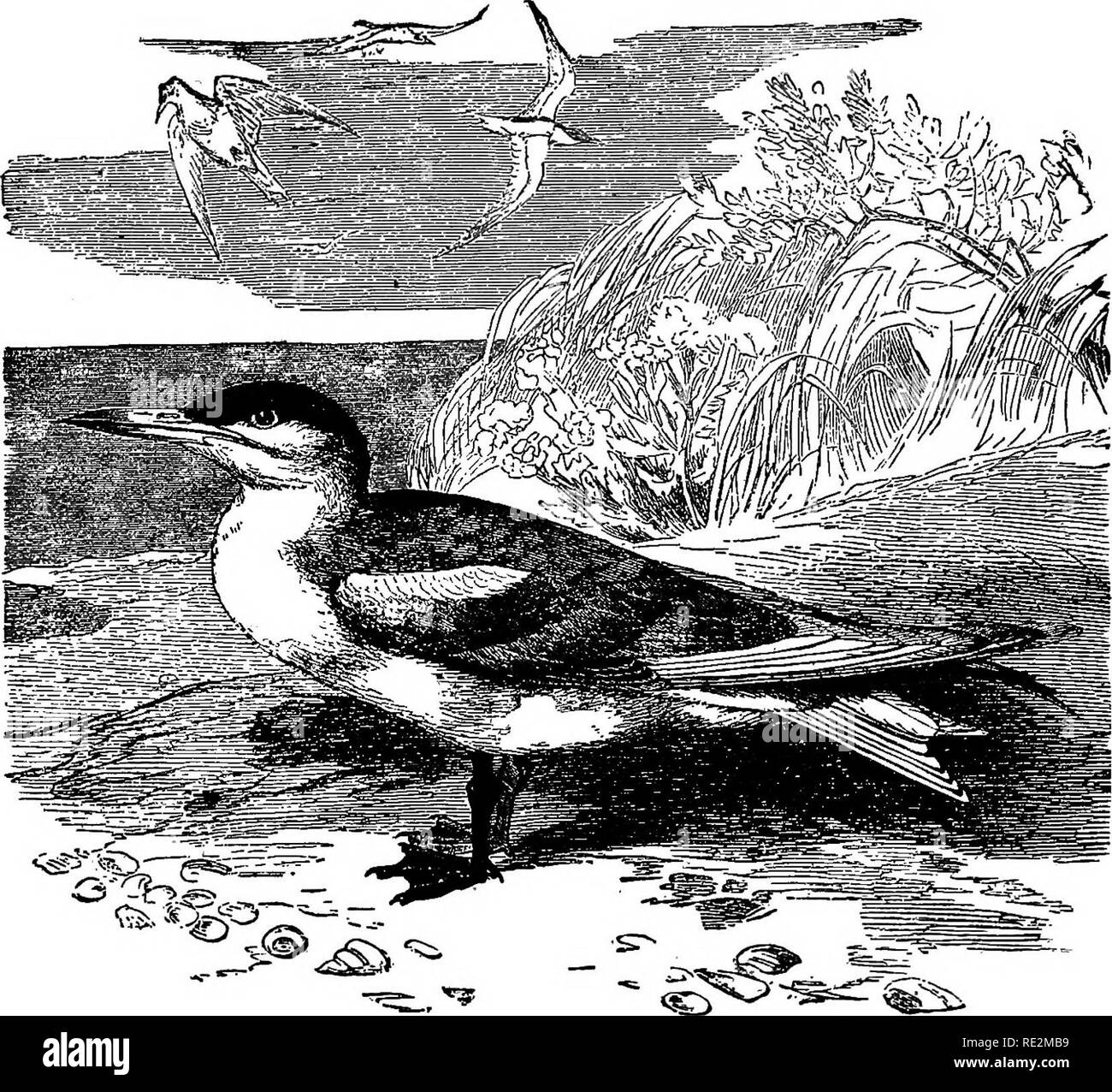 . I nidi e le uova di uccelli del Nord America. Gli uccelli; uccelli. N0RT3 AMERICAN uccelli. 39. 64. Termine del Caspio (da Brehm). Il Texas, in maggio. Alla fine il sig. B. P. Goss trovata la nidificazione sulle isole del lago Michigan. Grandi numeri di questa specie sono detti di razza sul Pellicano isola nel Golfo del Messico. I nidi sono semplici incavi scavato nella sabbia asciutta, in cui gli uccelli deposito due o tre uova. Questi variano dal bianco al verdastro-buff, macchiato e spotted con e lilla bruno di diverse sfumature; più ampio e più ellittico rispetto a quelli della prossima specie; dimensioni 2,66 x1.77. 65. ROYAL TEKIT. Sterna maxima B Foto Stock
