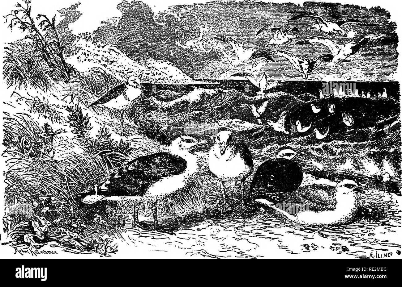 . I nidi e le uova di uccelli del Nord America. Gli uccelli; uccelli. 32 NIDI E E&amp;GS DEL GABBIANO Siberiano è un raro o visitatore occasionale in Groenlandia, dopodiché essa rivendica un posto nella fauna del Nord America. Razze it nell'estremo nord dell'Europa, in particolare sulle coste e nelle lagune del Fiume Petchora nel nord- ern parte della Russia europea. Le uova sono detti non differiscono da quelle delle aringhe Gull. 51. HEBKINGr GULL. Argentatus Larw (Brunn.) Geog. Dist.âOld mondo, a sud delle Azzorre; Cumberland Sound; occasionali sulla costa orientale degli Stati Uniti. Il Parlamento Aringa Gul Foto Stock