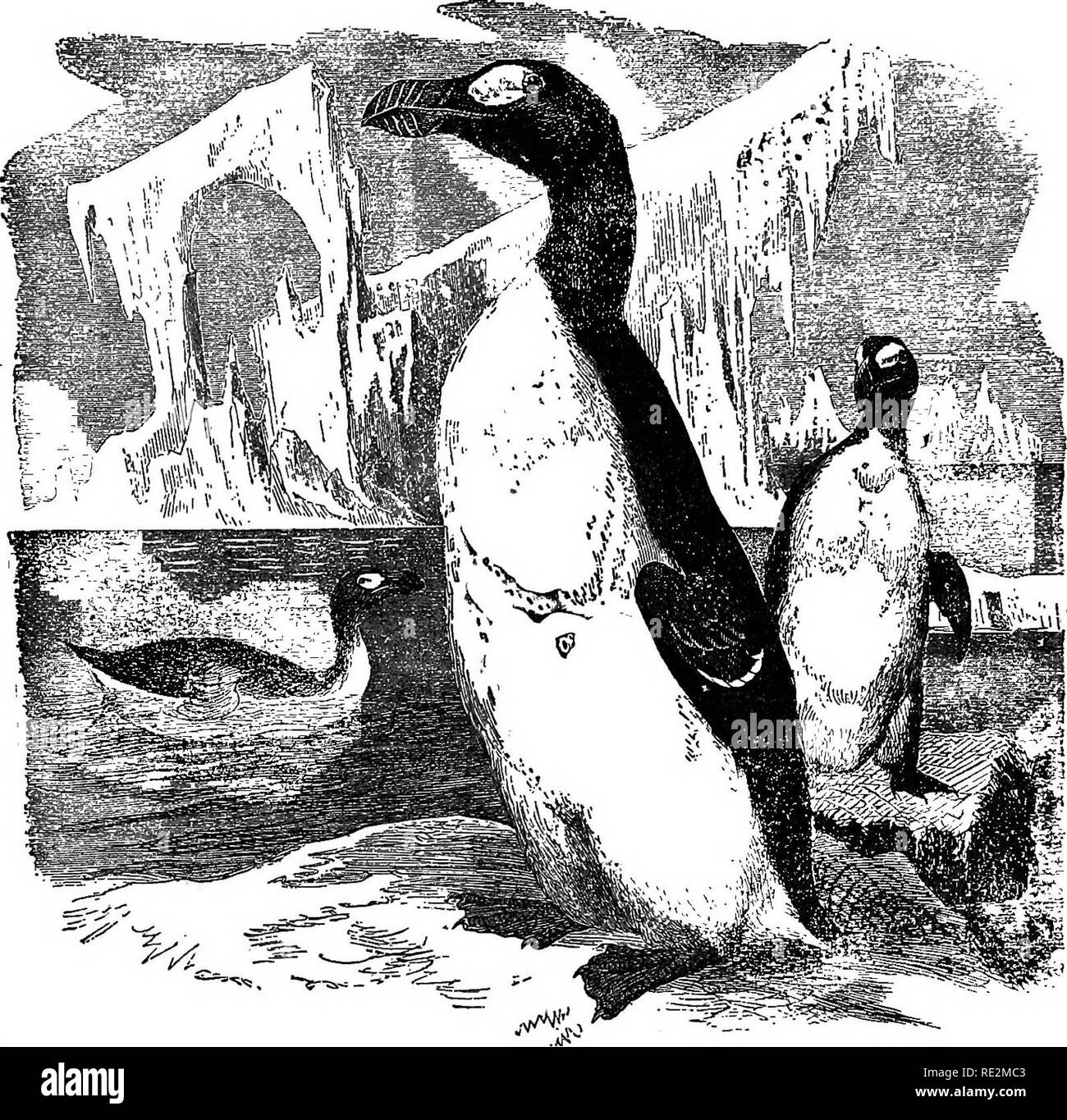 . I nidi e le uova di uccelli del Nord America. Gli uccelli; uccelli. 24 I NIDI E LE UOVA DI. 33. Grande Auk (da Brehm . 34. DOVEKIE. Alle alle (Linn.) Geog. Dist.-Coste e Isole dell'Atlantico settentrionale e orientale Oceano Artico; in America del nord, sud in inverno a New Jersey; le razze in alte latitudini settentrionali. Il poco ghiaccio-bird dei pescatori e il mare colomba di ornitologi. La sua intera vita è speso per il mare aperto, raramente visitando la terra tranne che durante la stagione della riproduzione o quando azionati da lì in forti tempeste. Razze it nelle regioni artiche dell America s.r.niT. L'Europa, le isole dell'Oceano Artico, Foto Stock