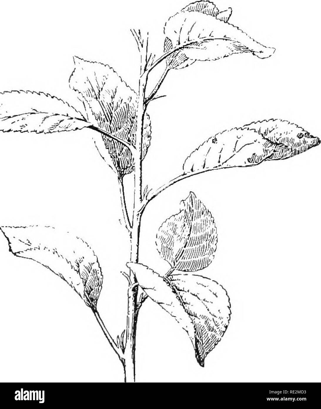 . Pratico botanica. La botanica. 56 il segnale di PEA(!TI&lt;1AL BOTANICA / ^iM^. querce, mais, e la maggior parte dei tipi di duro legno di alberi e di herba- ceous piante a semi. Ci sono molte varietà di organizzare a spirale- mento, la più semplice è quella di mais e altre erbe, ill whicli il sec- ond foglia è sul lato opposto dello stelo dal primo e il terzo è direttamente al di sopra del primo. Più com- plicated è il valore spi- ral del nostro comune di alberi da frutta (Fig. 41); e ancora più complicata di quelle di pini (capitolo XVIII), di casa- porri, e (se molte altre piante. 53. La disposizione su steli verticali in relazione ad oscurare- in Foto Stock