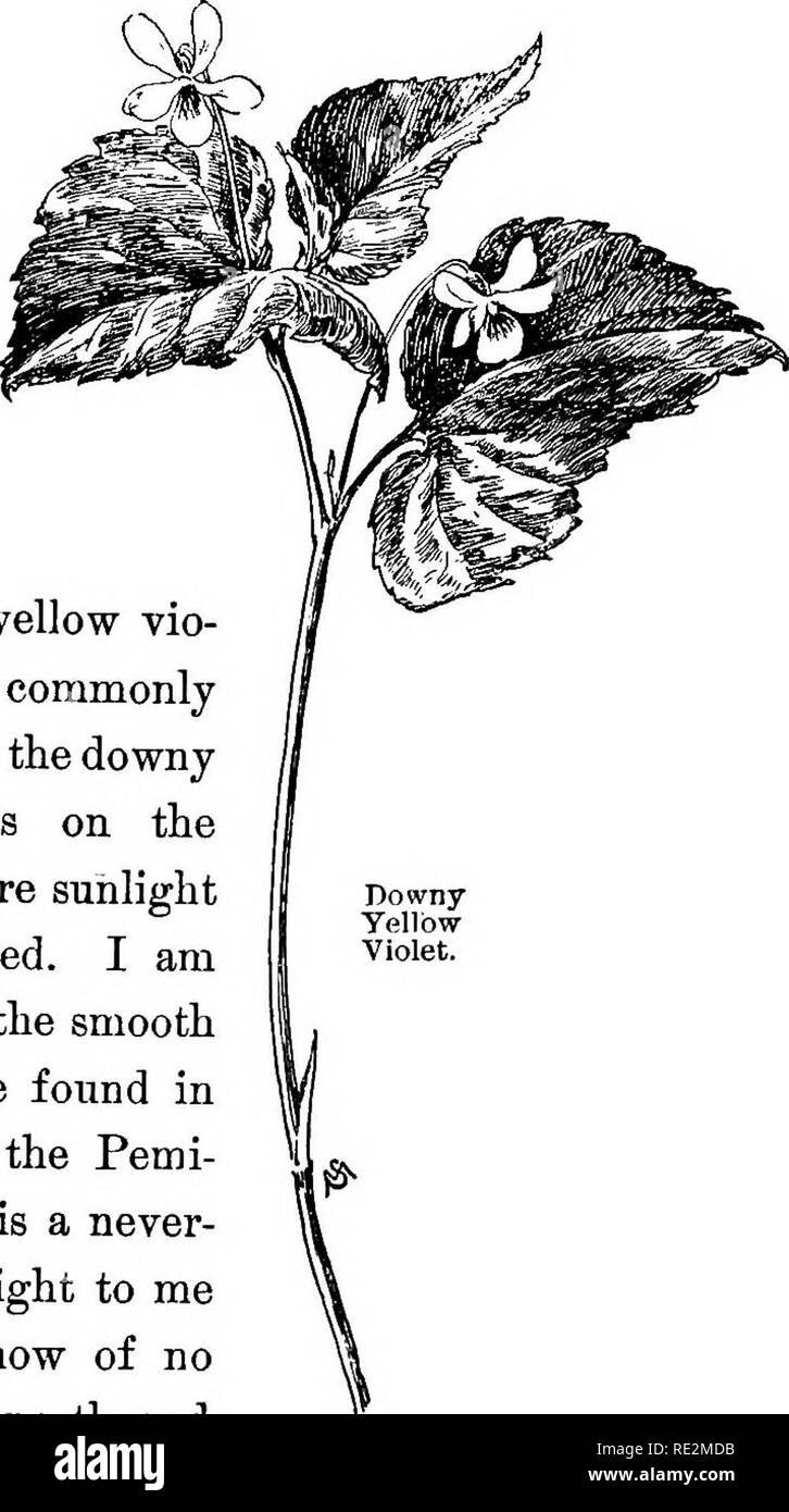 . Familiarità dei fiori di campo e giardino;. La botanica. CHAPTEE III. Maggio. Giallo viola a pianta brocca. Giallo viola .. Il giallo vio- lasciare, comunemente chiamato la roverella violetto giallo, cresce sul bordo del legno in cui la luce del sole e ombra sono mescolati. Io sono migliore conoscenza con la varietà liscia, che può essere trovato in una certa località nel Pemi- gewasset Yalley, e è un mai- terminando fonte di soddisfazione per me in tarda primavera. Non conosco nessun altro posto per miglia di nord e sud dove non c è più. Questo particolare patch è ampia e spessa, e circa il 10 di maggio si può raccogliere centinaia di fiori w Foto Stock