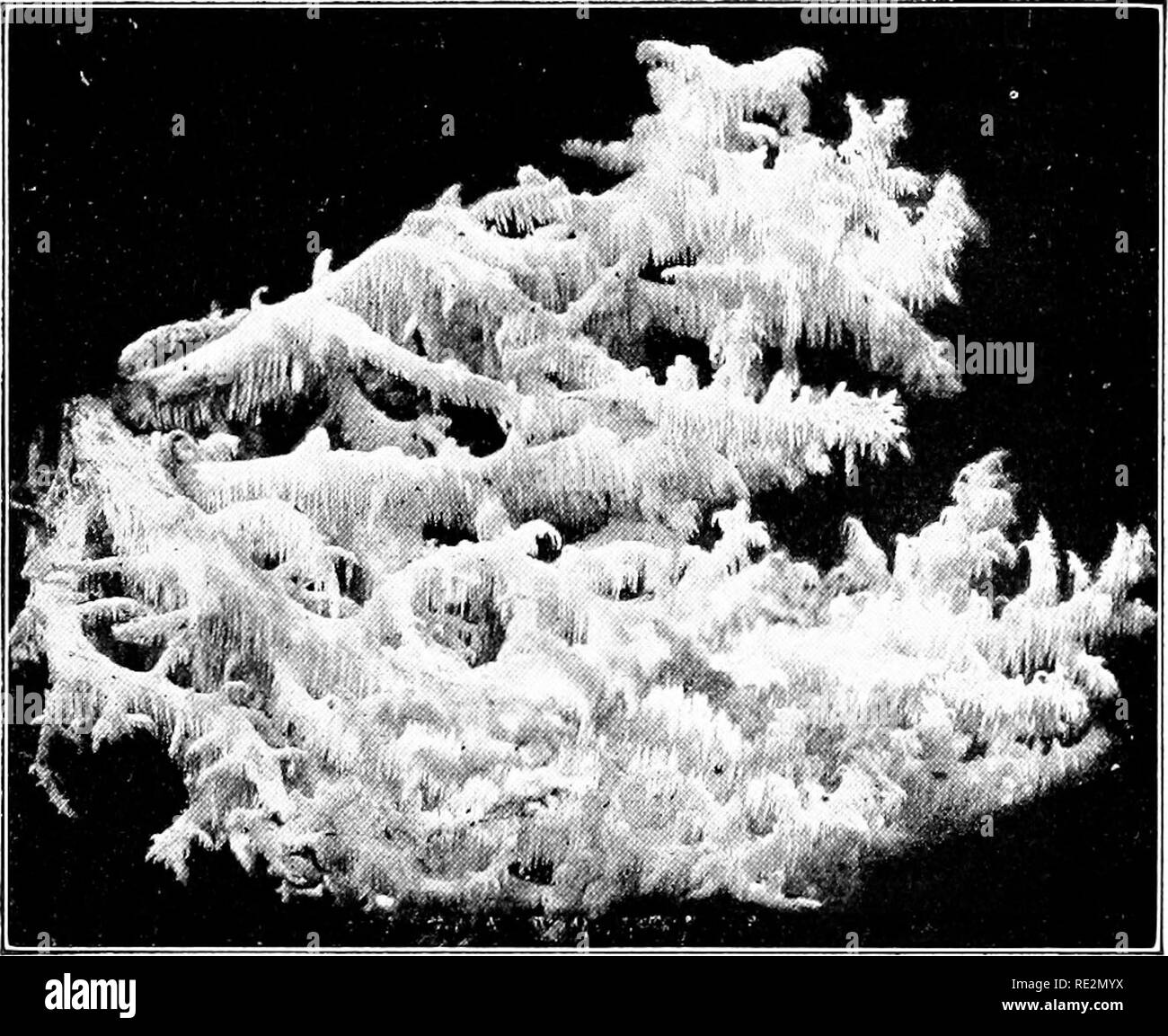 . Elementare di botanica. La botanica. 210 morfologia. anno di crescita come nella pineta polyporus (P. pinicola). In betulla poli- porus (P. fomentarius) i tubi sono piuttosto grandi. Essa si verifica anche su altri alberi. Il faggio polvporus (P. igniarius, anche su altri alberi) spesso essere-. Coral fungo. Hydnunn coralfiides, spine han^in^ duwn dai rami. è molto vecchio. Ho visto un provino oltre ottanta anni di età. Non tutti i tubi del cuscinetto i funghi sono di forma della staffa. Alcuni hanno uno stelo e il tappo (vedere fig. 245). Alcuni sono distribuite sulla superficie del log. 427. Funghi Hedgehog (Hydnaceae).-Questi impianti staffa ad arco in forma o di h Foto Stock
