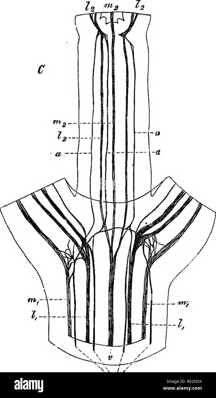. Anatomia comparata degli organi vegetativi delle fanerogame e felci;. Anatomia vegetale; felci. Ispessimento anomalo nelle dicotiledoni e gimnosperme, 597 extrafascicular cambial ring {c), che è un po' più esterno ed è costituito per la maggior parte di un singolo strato, diventa visibile: è nettamente distinte dalle parentesi- chyma in- e al di fuori di essa (che nel frattempo è diventato grande-celled) dalle piccole dimensioni della sezione trasversale delle sue celle. Se dobbiamo in primo luogo considerare il corso longitudinale dei nuovi pacchetti, che diventano visibili allo stesso tempo come l'cambial ad anello e di quelli wh Foto Stock