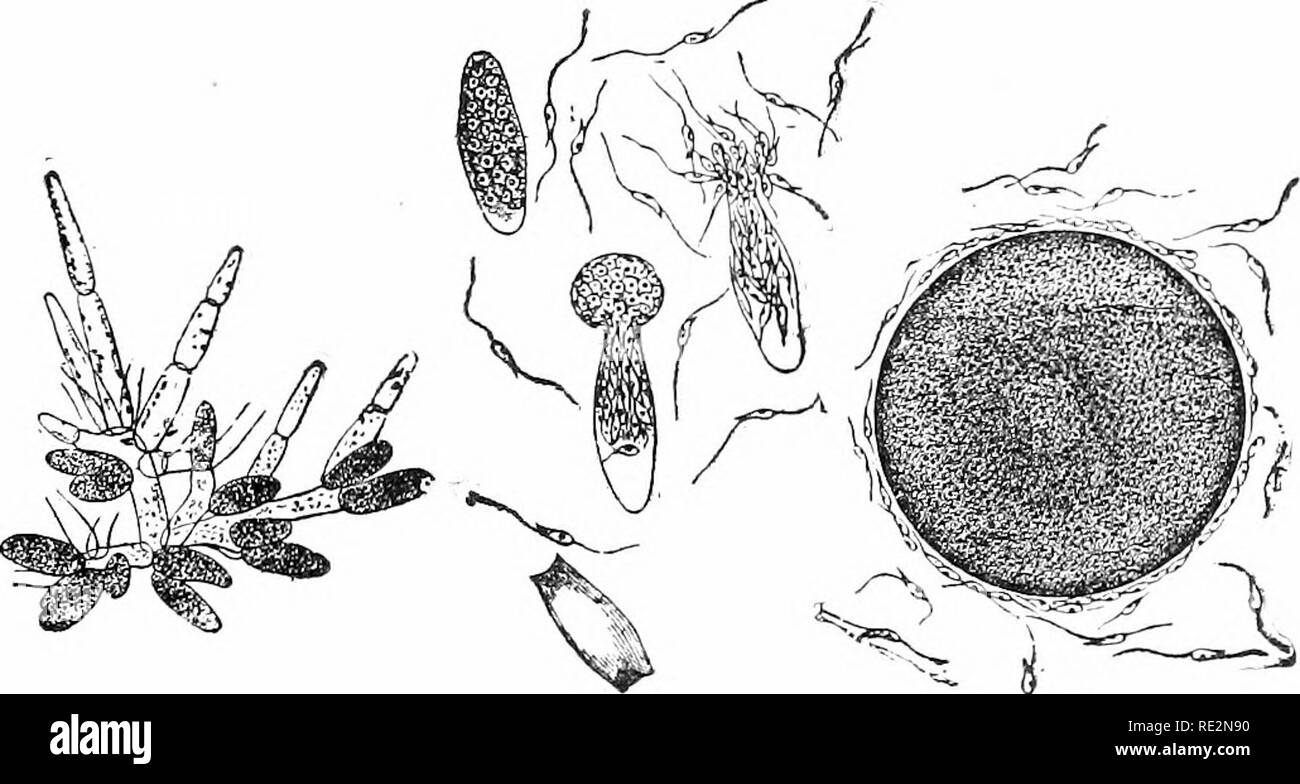 . Elementare di botanica. La botanica. 170 MORPHOr.sferimento tecnologico. affonda nella tlic protoplasma di uovo tlie rotolo, rende la sua strada verso il nucleo dell'uovo, e fusibili con esso come mostrato in fig. iSi. Fecondato la c-gg quindi cresce in un nuovo impianto. Quasi tutti i brown alga; sono marine.. Fic. 17S. Antheridia nf Fucus, ramificato thread. ^^ t- Fij Fig. tSo. Anthcridia 1 se Fiiciis'iesimo Ecgsi"se Fuciissurrnnnd- cscaping spurnial'jZMids. ed di spcrniatuzoids. "  V Fin. I,Si. In Fertihzatinn Fncns, ]n. nucleo femminile, ijni, maschio nucleo; N, nucleolus. In sinistra fiffure il maschio di nucleo è mostrato mi&GT;'inchiostro tramite dnwn Foto Stock