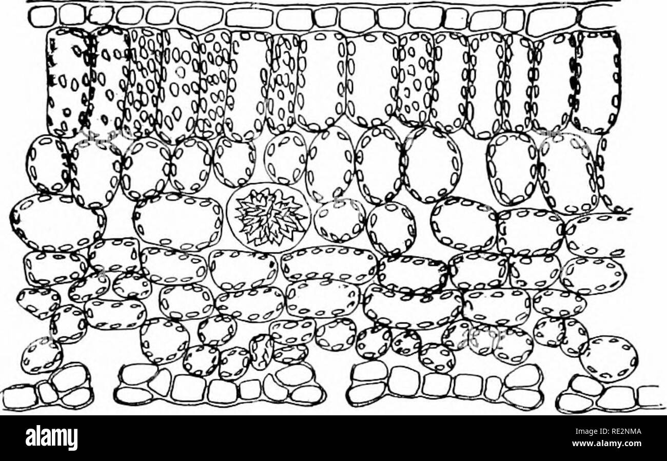 . Elementare di botanica. La botanica. Amido e zucchero: clorofilla. 69 piante inferiori. Questo lo abbiamo già visto nel caso di spirogire, dove il corpo di clorofilla è in forma di una forma molto irregolare band, che corsi in tutto il lato interno della parete cellulare in un modo a spirale. In zygnema, che è correlato alla spirogire, clorofilla corpi sono a forma di stella. In desniids forma varia grandemente. In cedogonium, altro di filiformi algre. illustrato in fig. 144, i corpi di clorofilla. Fig 6911. La sezione di foglia di edera, palizzata celle sopra, parenchima allentati, con grandi spazi intercellulari nella CE Foto Stock