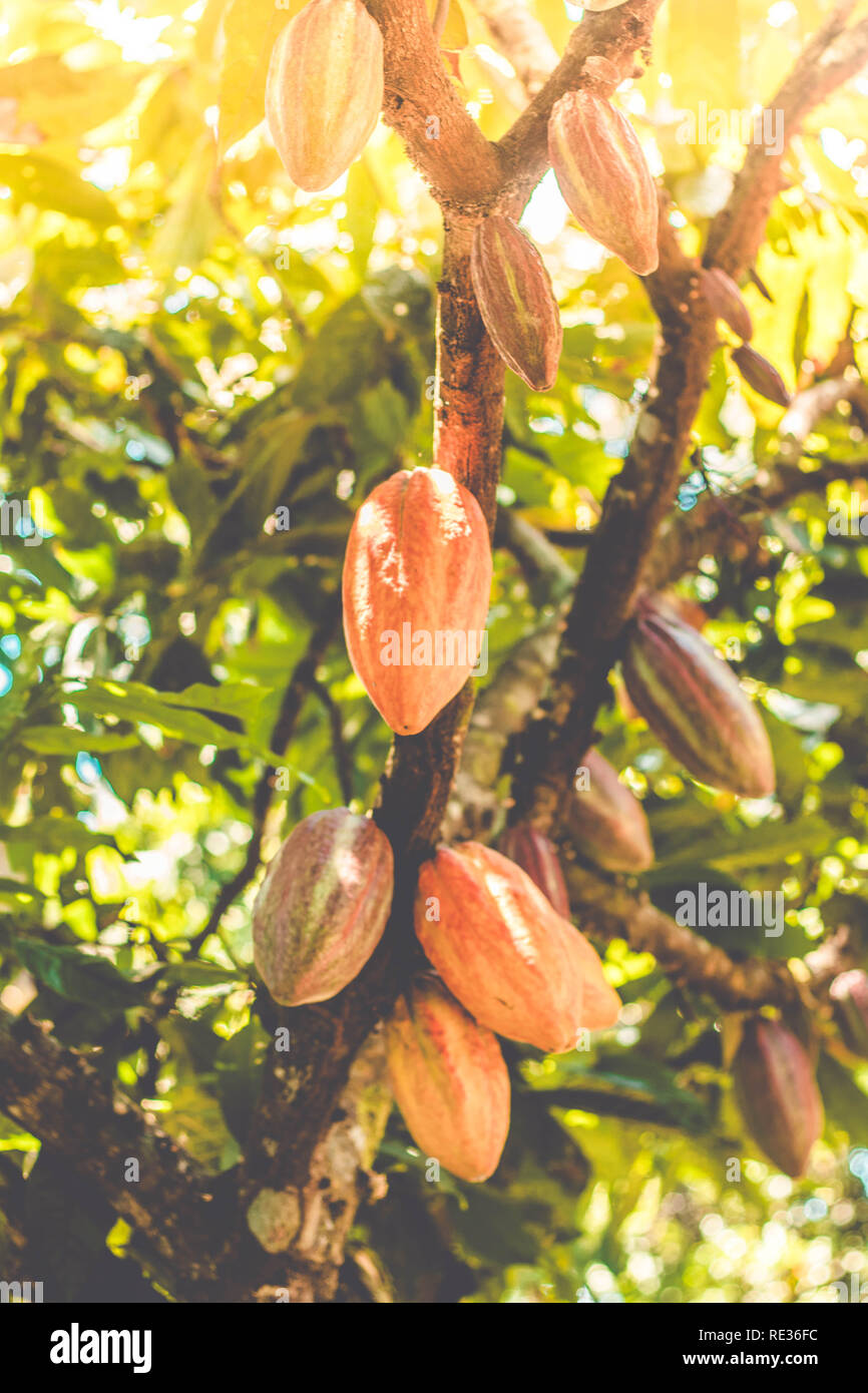 Organici di cacao fresco sulla struttura ad albero, pasta di cacao Cioccolata Foto Stock