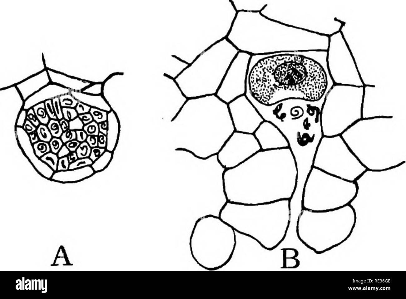 . Anatomia vegetale dal punto di vista dello sviluppo e funzioni dei tessuti, e manuale di micro-technic. Impianto di anatomia. 2l8 Riproduzione è ancorato al suolo da capelli-hke rhizoids e porta sul suo lato inferiore di due tipi di sacchi, uno il antheridium (Fig. 125, un), contenente cellule spermatiche o i gameti maschili, e l'altra l'Arche- gonium, B, portante una cellula uovo o gamete femminile. Alcuni pro- thallia, tuttavia, portano solo antheridia. Poiché il prothallium porta i gameti che chiamiamo gameto- phyte. La fecondazione dell'uovo.-Le cellule spermatiche nuotare per mezzo delle loro ciglia al archegonia, Foto Stock