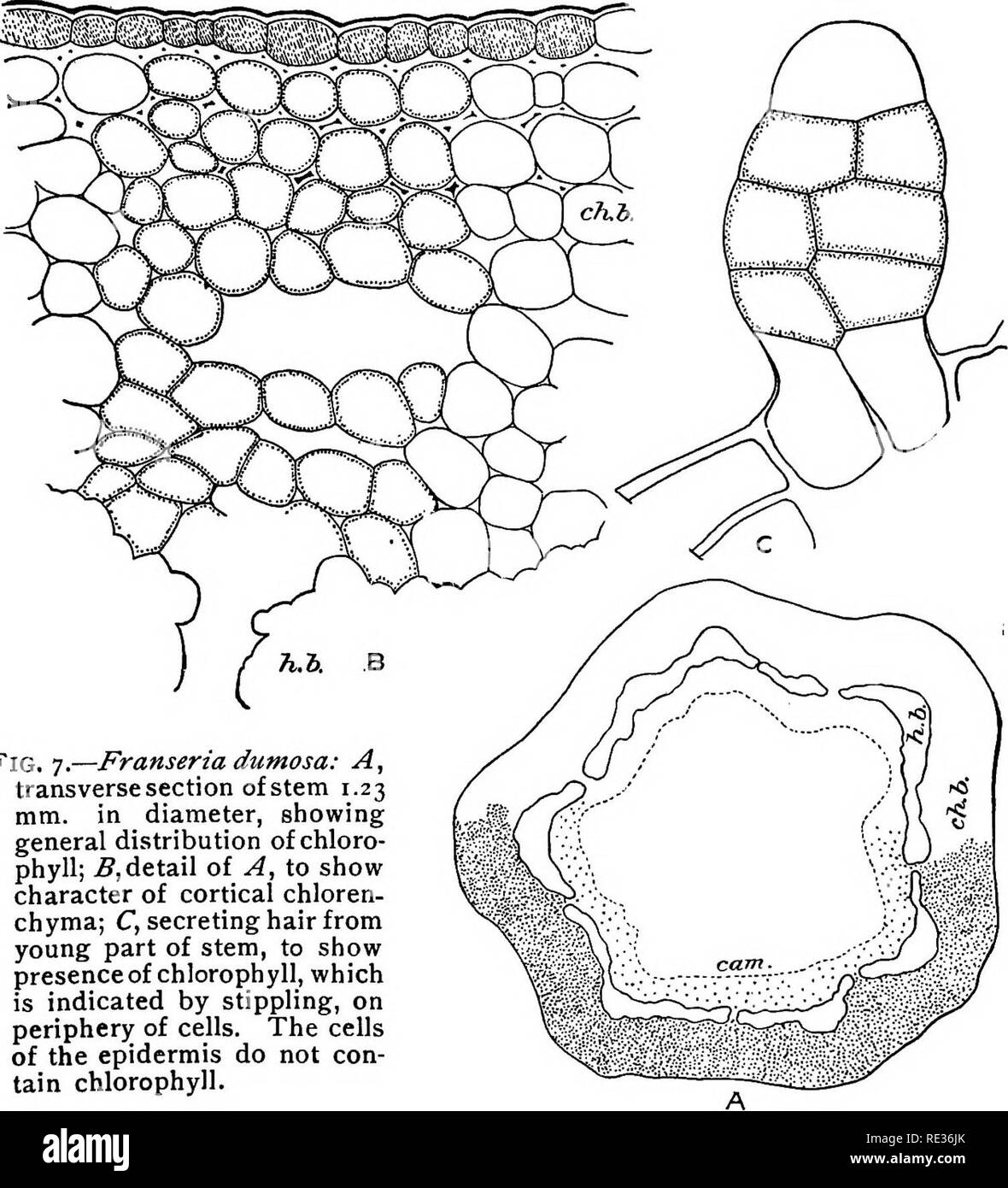 La topografia della clorofilla apparato in piante del deserto. La clorofilla;  piante del deserto; piante. FRANSERIA DUMOSA. 17 come segue: l'epidermide è  relativamente sottile cuticola. A una distanza di 1,5 cm.
