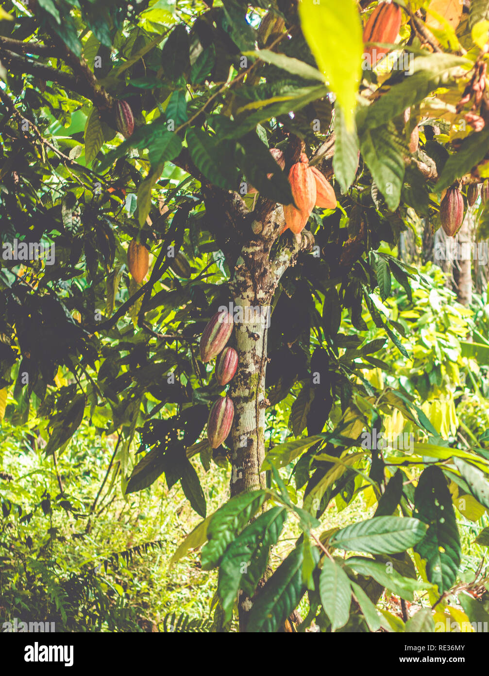 Organici di cacao fresco sulla struttura ad albero, pasta di cacao Cioccolata Foto Stock