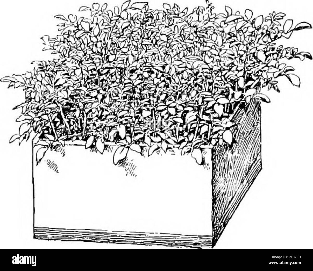 . Scuola e casa gardens. Il giardinaggio; School Gardens. Fig. 94. Un estate Rose Cuttins; in primavera questi pacchetti devono essere presi in considerazione e la ciittings piantati circa tre pollici al di là in trincee in buone condizioni di suolo di giardino, con uno o due gemme al di sopra della superficie del terreno. Pack il suolo con attenzione intorno al taglio^ tings, e mantenere il sur- strato superficiale della massa allentato durante l'estate. Li di acqua quando il terreno diventa secca. Dal prossimo autunno o primavera saranno pronti per la semina permanente. Quando si avvia le rose in luglio o in agosto, effettuare tagli come indicato in Fig. 94; la pianta in un buon terreno e ke Foto Stock
