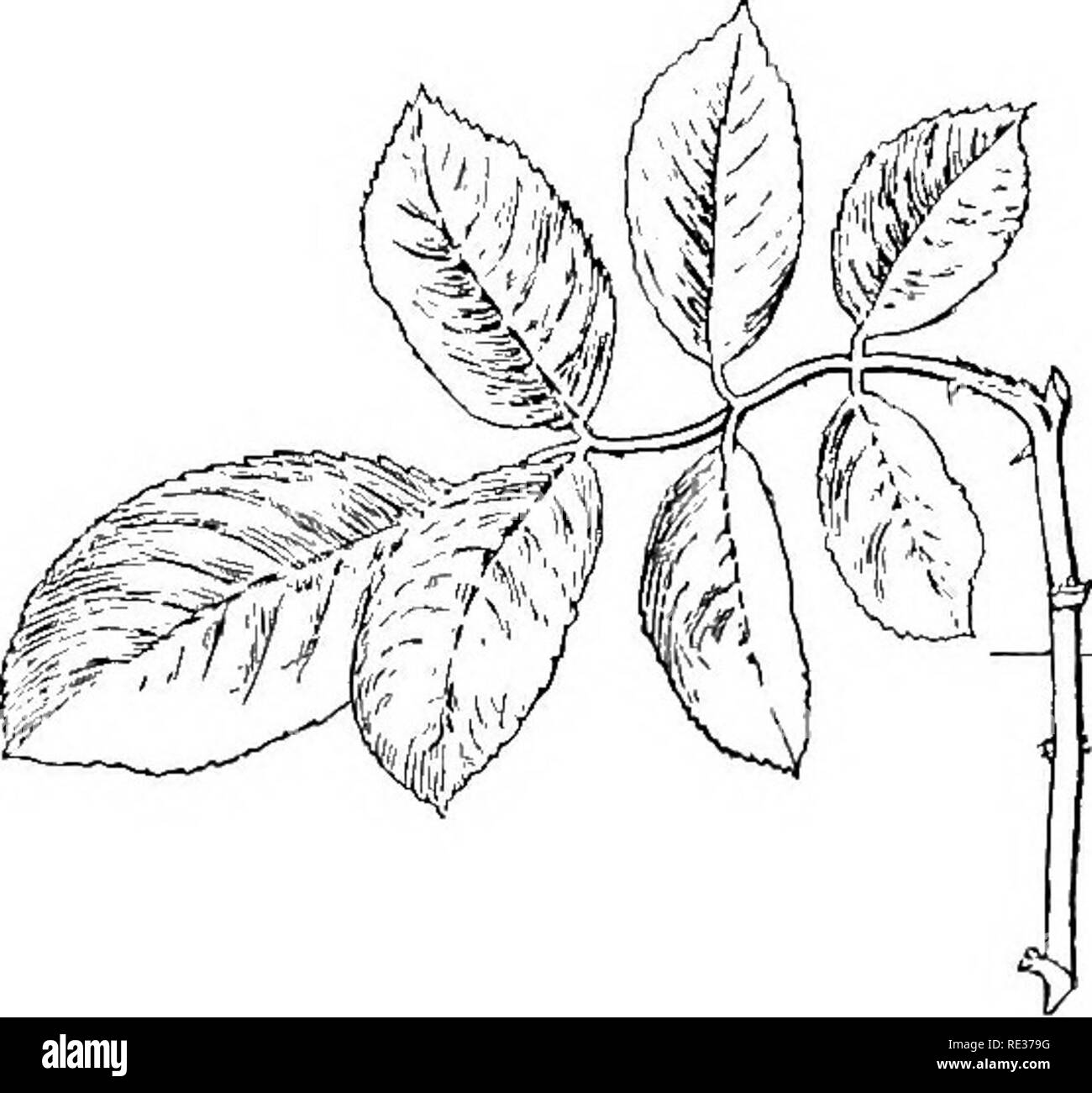 . Scuola e casa gardens. Il giardinaggio; School Gardens. EOSES 173. Fig. 94. Un estate Rose Cuttins; in primavera questi pacchetti devono essere presi in considerazione e la ciittings piantati circa tre pollici al di là in trincee in buone condizioni di suolo di giardino, con uno o due gemme al di sopra della superficie del terreno. Pack il suolo con attenzione intorno al taglio^ tings, e mantenere il sur- strato superficiale della massa allentato durante l'estate. Li di acqua quando il terreno diventa secca. Dal prossimo autunno o primavera saranno pronti per la semina permanente. Quando si avvia le rose in luglio o in agosto, effettuare tagli come indicato in Fig. 94; la pianta in buon Foto Stock
