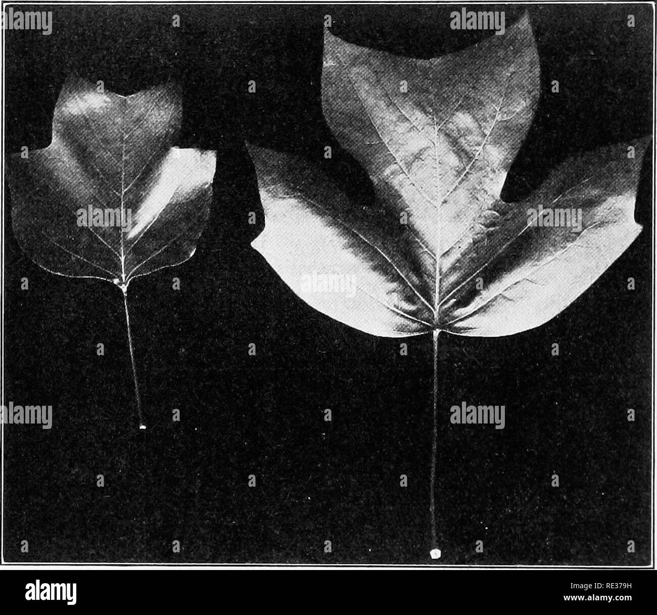 . Fondamenti di botanica. La botanica. 74 IL PUNCTIONS vegetative di piante aventi diritto al credito per questa scoperta può essere menzionato Jan Ingen-Housz (1730-1799), un medico olandese, e Jean Senebier (MI) 742-1809 e Nicolas Theodore de Saussure (1767-1845), due francesi. Giuseppe ufficio sacerdotale un inglese, ha anche contribuito a questo lavoro, entrambi. Fig. 55.-^foglie dell'albero dei tulipani {Liriodendroh tidipifera). A sinistra, da un grande albero maturo; a destra, da un giovane germoglio. Di media grandezza foglie sono state scelte da ciascun albero. Notevolmente ridotto. (Foto dall'autore.) direttamente e indirettamente dalla sua scoperta;* in Foto Stock