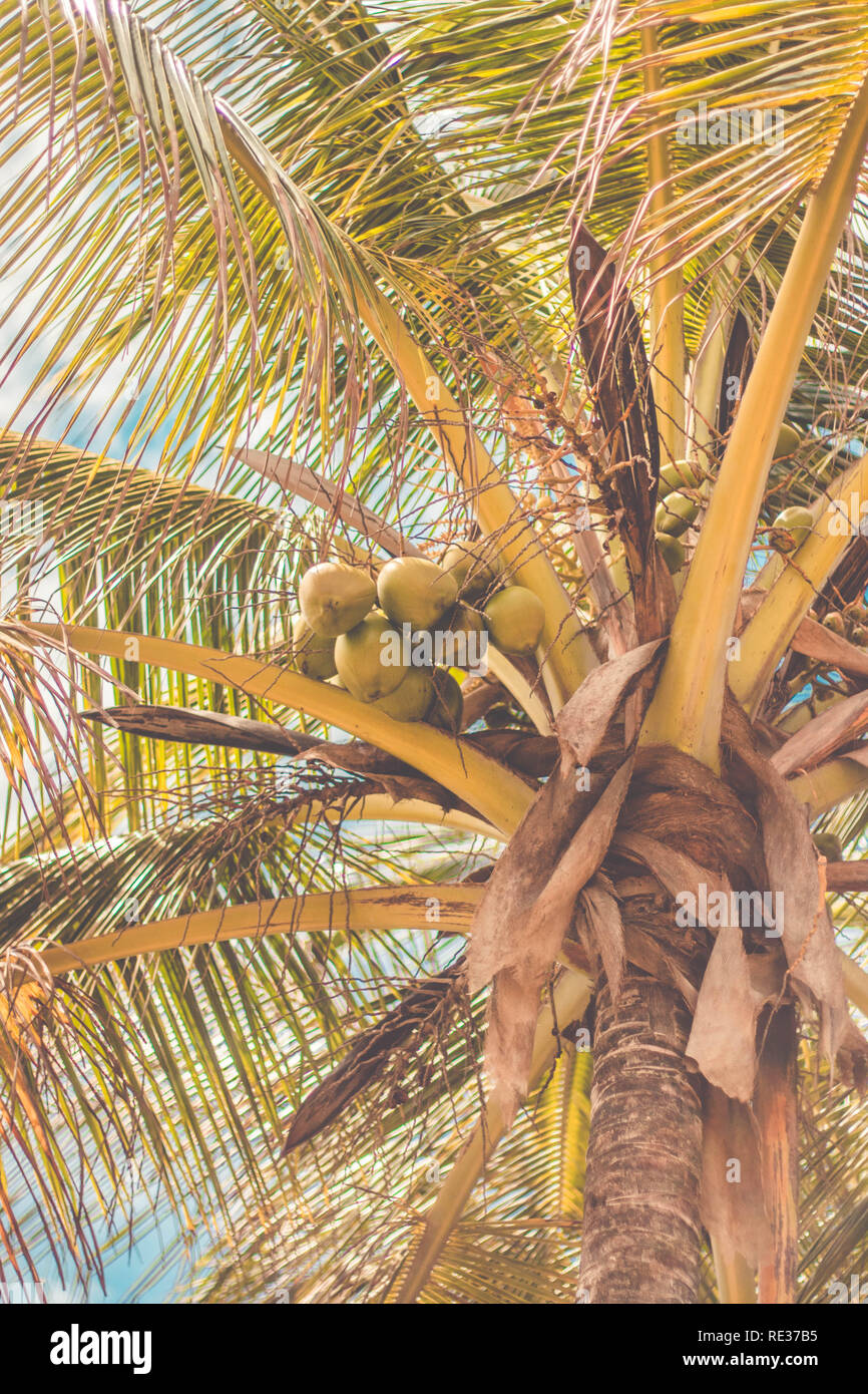 Noci di cocco su albero di cocco (Cocos nucifera) Foto Stock