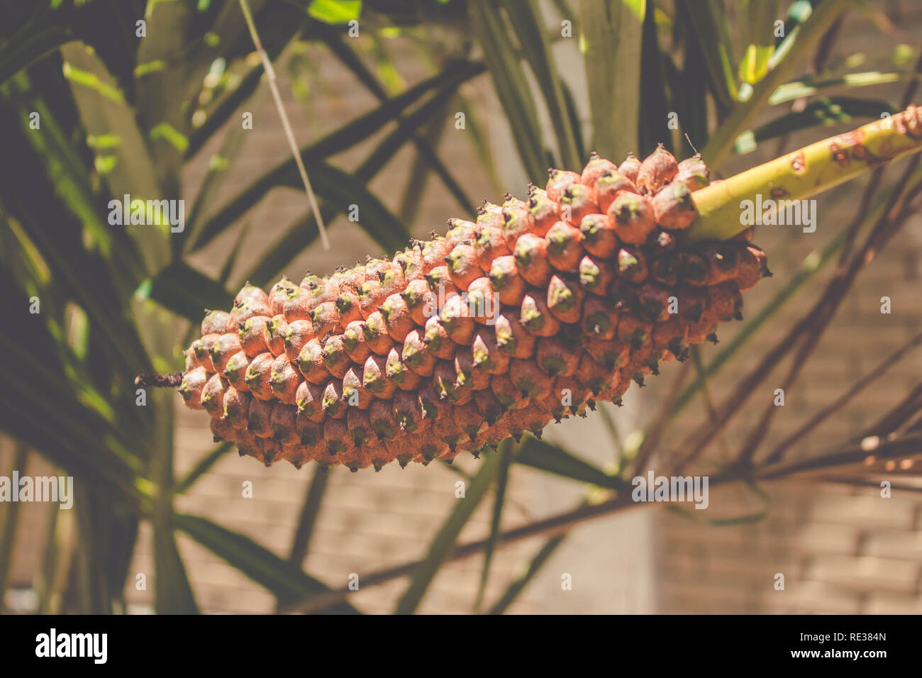 Seashore Palm frutta (Allagoptera Arenaria) - Caxandó, Buri-da-praia, Guriri. CANAVIEIRAS/BAHIA/Brasile Foto Stock