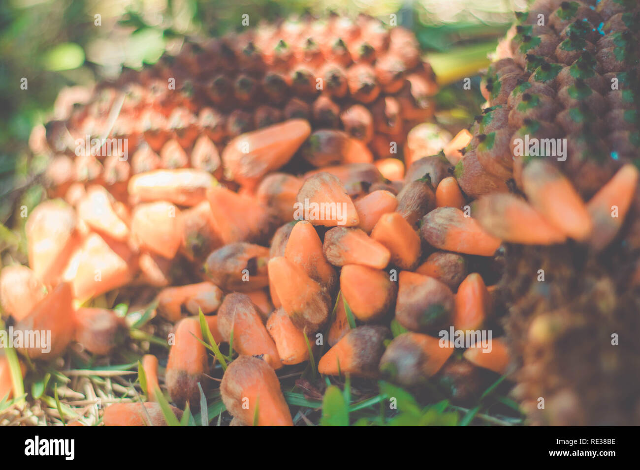 Seashore Palm frutta (Allagoptera Arenaria) - Caxandó, Buri-da-praia, Guriri. CANAVIEIRAS/BAHIA/Brasile Foto Stock