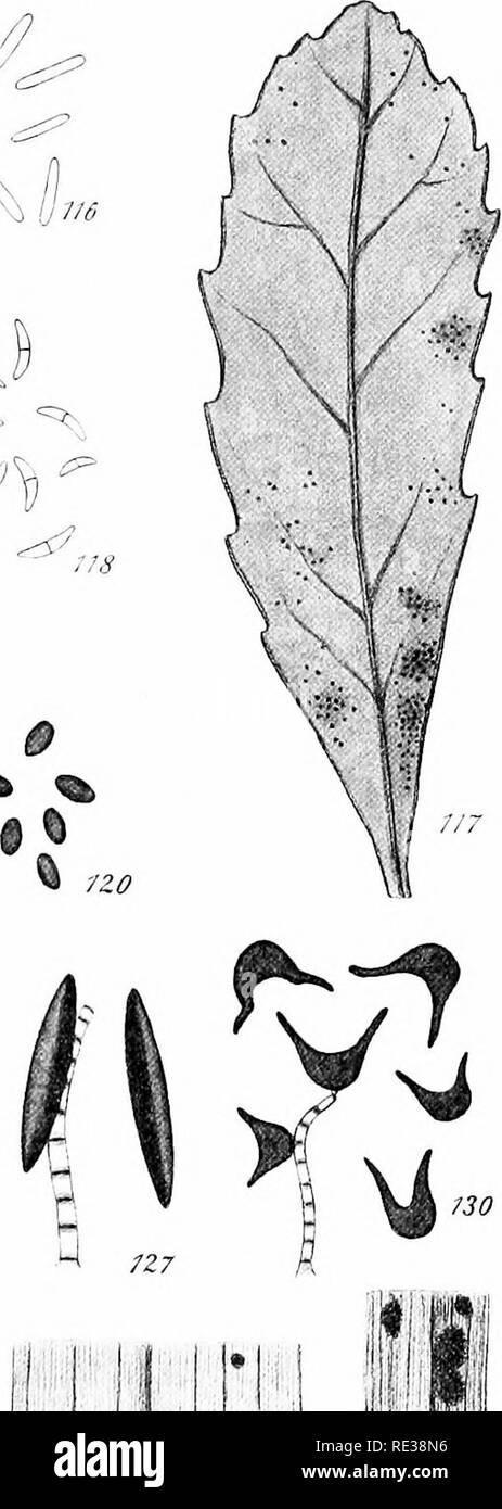 . Funghi danese come rappresentato nell'erbario di E. Rostrup;. Funghi. Â¢li:. ilir !-| â ¢ [ â ¢ : â ¢ â ¢ â ¢ J â ¢ r i 'â ¢ 1 io ho .â ' ' ' ' ' ' 1 â ¢ i' 7ZS %m'29 Fig. 114-115: Phomopsis achilleae (SACC.) hab.â, sp. -P. - La Fig. 116-117: Leptothyrium chimophilae spec, nov., hab.-j^, sp. -P. - La Fig. 118: Fusarium ustilaginis Rostrup, sp. io^". Fig. 119: Heteropatella cercosperma Rostrup, su Rumex acetosa, sp. -P. - La Fig. 120: Conio- sporium caricis montanae Lindau, sp. Â. - La Fig. 121: Ramularia tanaceti mihi, sp. ^. Fig. 122: Tuberculina maxima Rostrup, sp. Â ¢ â Fig. 123: Cryptasporium turgidum B. 6v Br, (da Foto Stock