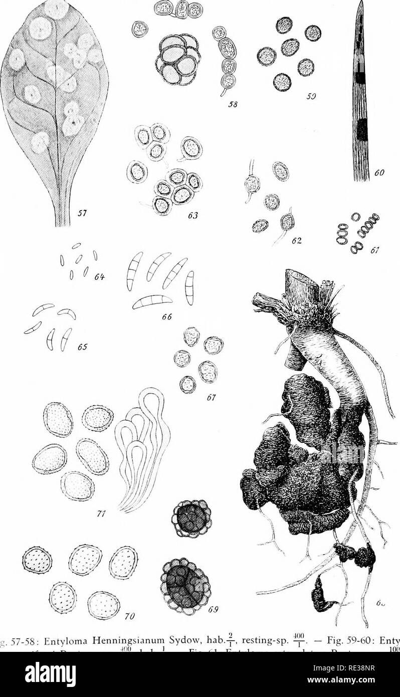 . Funghi danese come rappresentato nell'erbario di E. Rostrup;. Funghi. Scheda. V.. Fig. 63, Entyloma Fig. 57-58: Entyloma Henningsianum Sydow, hab loma ossifragi Rostrup, sp. -, Hab.-p. - La Fig. 61: Entyloma catenulatum Rostrup, sp. Fig. 62: Entyloma crastophilum sacc. da Avena pubescens, sp. picridis Rostrup, sp. I^. - La Fig. 64-66: Entyloma matricariae Rostrup, conidi di delta- dimensione affitto SI. - La Fig. 67: spore di appoggio della stessa, -22.   Fig. B8-69: Urocystis coral- loides Rostrup, hab.-J-, sp. -P. - La Fig. 70: Uromyces scleranthi Rostrup, uredosp. ™ Fig. 71: Uredo glyceriae mihi -!^. q ^osfriip del Foto Stock