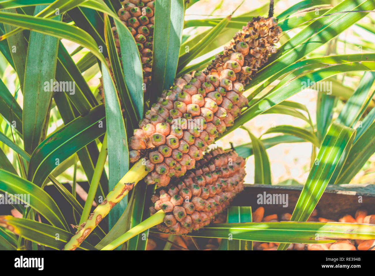 Seashore Palm frutta (Allagoptera Arenaria) - Caxandó, Buri-da-praia, Guriri. CANAVIEIRAS/Brasile Foto Stock