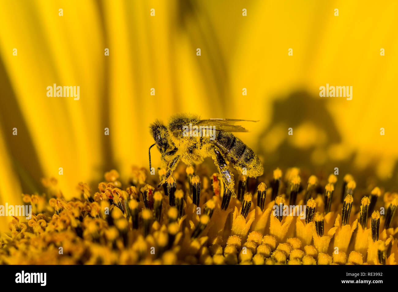 Un'ape (Apis mellifera Carnica) è la raccolta di pollini su un giallo girasole (Helianthus annuus) Foto Stock