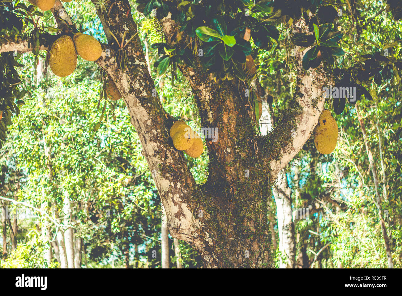 Foresta di jackfuits. Alberi Jackfruit Foto Stock
