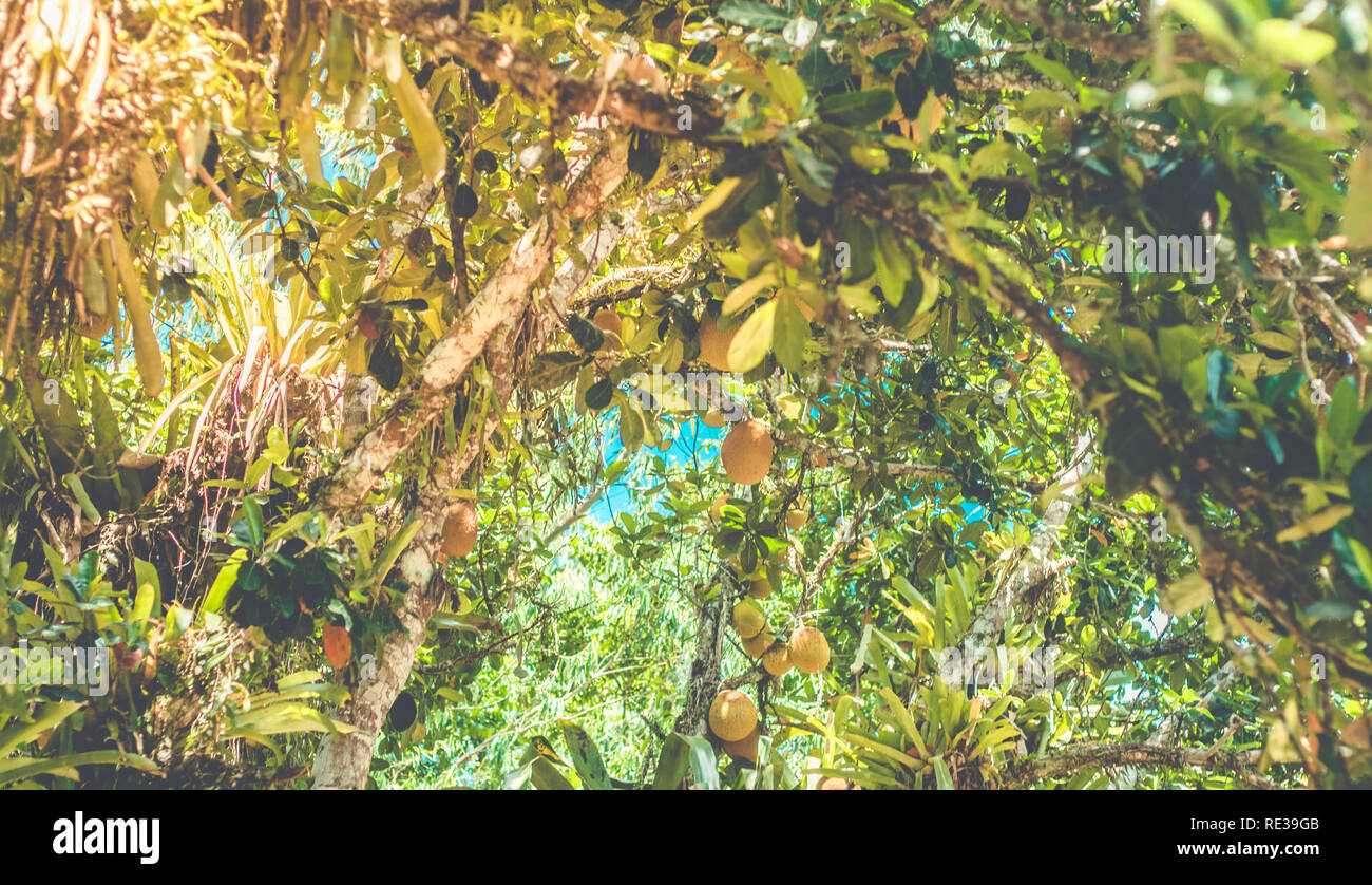 Foresta di jackfuits. Alberi Jackfruit Foto Stock