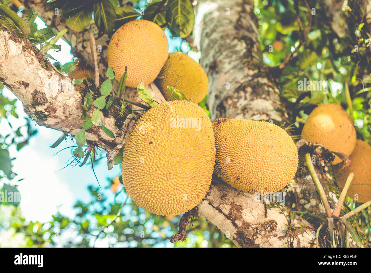 Bella Jackfruit tronco di albero (Artocarpus heterophyllus) Foto Stock
