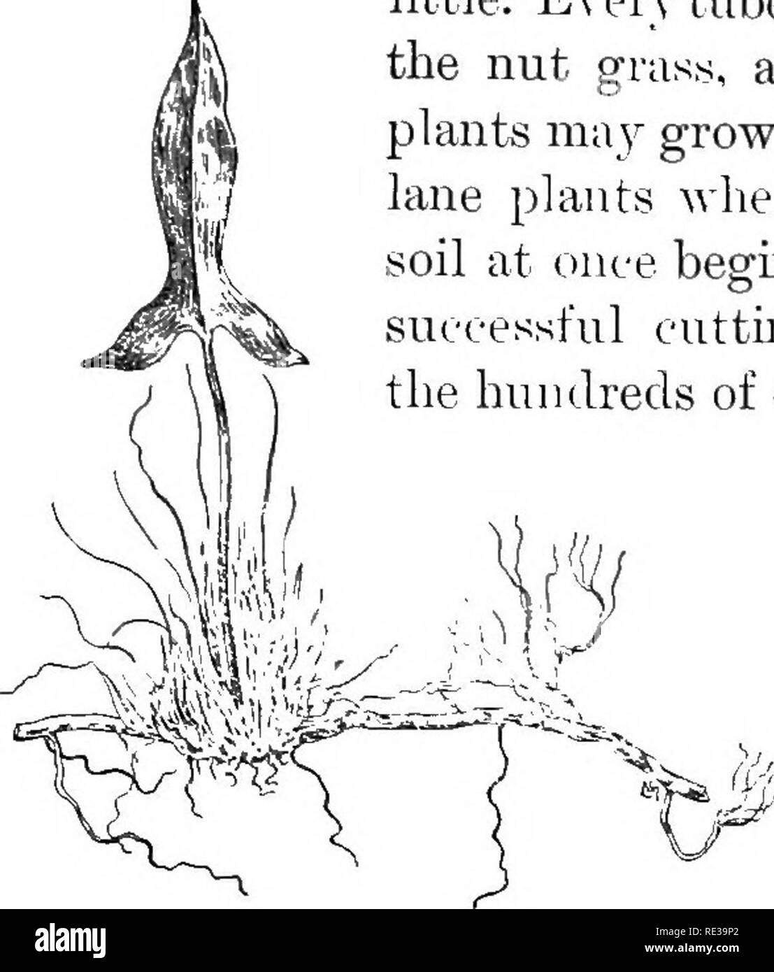 . Pratico botanica. La botanica. Erbacce 469 essendo particolarmente abbondante nel leggermente acido sporca. Ilany altri tipi di piante, da ortiche per goldenrods, sono jomed in colonie da lungo la metropolitana stenis.ho il sorrel radici e l'oro portinnesti producono molte gemme, e ciascun bud può crescere in un nuovo impianto. Se il rootstoek è tagliato a pezzi con una zappa, il processo di riproduzione è solo spinto un po'. Eery tubero di alcuni campi di girasoli (Fig. 67), il dado di erba, e molti otlier tuher-hcaring piante ma}^ crescere in un nuovo individuo. Purs- lane piante quando arato in alto e a sinistra su terreno umido in una volta iniziare t(j Foto Stock