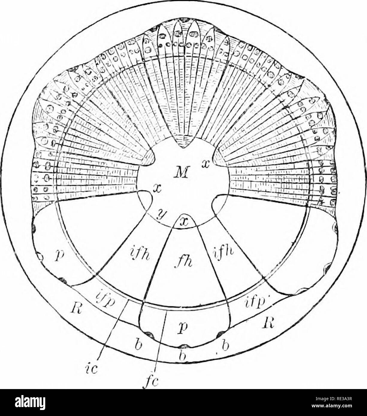 . Elementi di botanica. La botanica. 72 ELEMENTI DI BOTANICA al di fuori del bosco in primavera è un fatto ben noto al scolaro che libbre il cilindro tagliato da un ontano, Willow, o hickory ramo fino a quando la corteccia slitterà fuori e così gli consentono di fare un fischio. Il dolce sapore di questo strato di polpa, come riscontrato in pino bianco, il slijipery elm e il basswood, è un familiare la prova della nourishmeiit ^^â¢hich il cambio strato contiene. Con l'aumento dell'hbro-fasci vascolari del legno tlie il spjace tra di loro, che ap- pere relativamente grande in Fig. -IO, essere- viene meno e meno, un Foto Stock