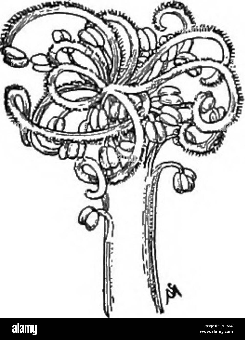 . Introduzione alla botanica. La botanica. 140 INTKODUCTION alla botanica. In molti tipi di piante autoimpollinazione è completamente efficace. In altri casi esso produce seme che è buona ma non così abbondante o in modo sicuro per crescere in piante vigorose come quello che è a causa dell'impollinazione incrociata. In ancora altre piante impollinazione incrociata è abso- lutely essenziali per la produzione di semi che crescerà a tutti. Per il fatto che l'autoimpollinazione è in molti casi non del tutto soddisfacenti, ma meglio di niente a tutti, è probabilmente a causa dell'esistenza di tanti fiori come le comuni dooryard malva, o " formaggi", che Foto Stock