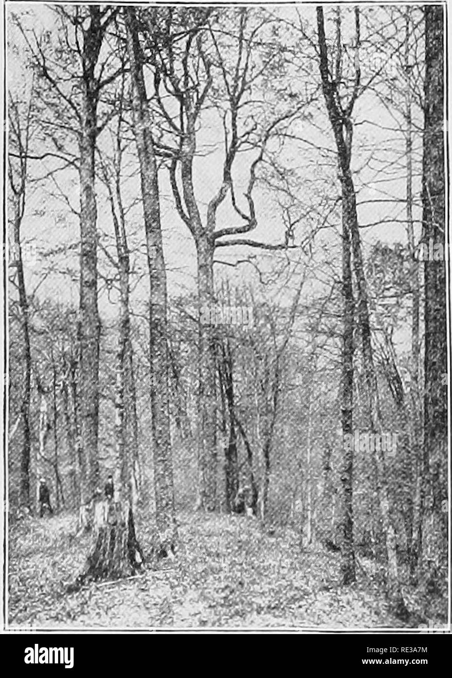 . Pratico botanica. La botanica. 396 Botanica pratiche aree boschive e la creazione di tratti di bosco in por- zioni del naturalmente regioni brulla sono diventati temi di importanza nazionale. 367. Il nostro approvvigionamento di legname nei primi tempi. Al momento della scoperta dell'America, e solo molto tempo dopo la Rivoluzione, gran parte del territorio è ora incluso negli Stati Uniti è stata tra le più densamente boscosa porzioni del nord zona temperata. Nessuna altra regione temperata di uguale entità possiede un così grande diversità di piante dicotiledoni e gymnospermous alberi sono anche molto abbondanti. Lungo quasi Foto Stock