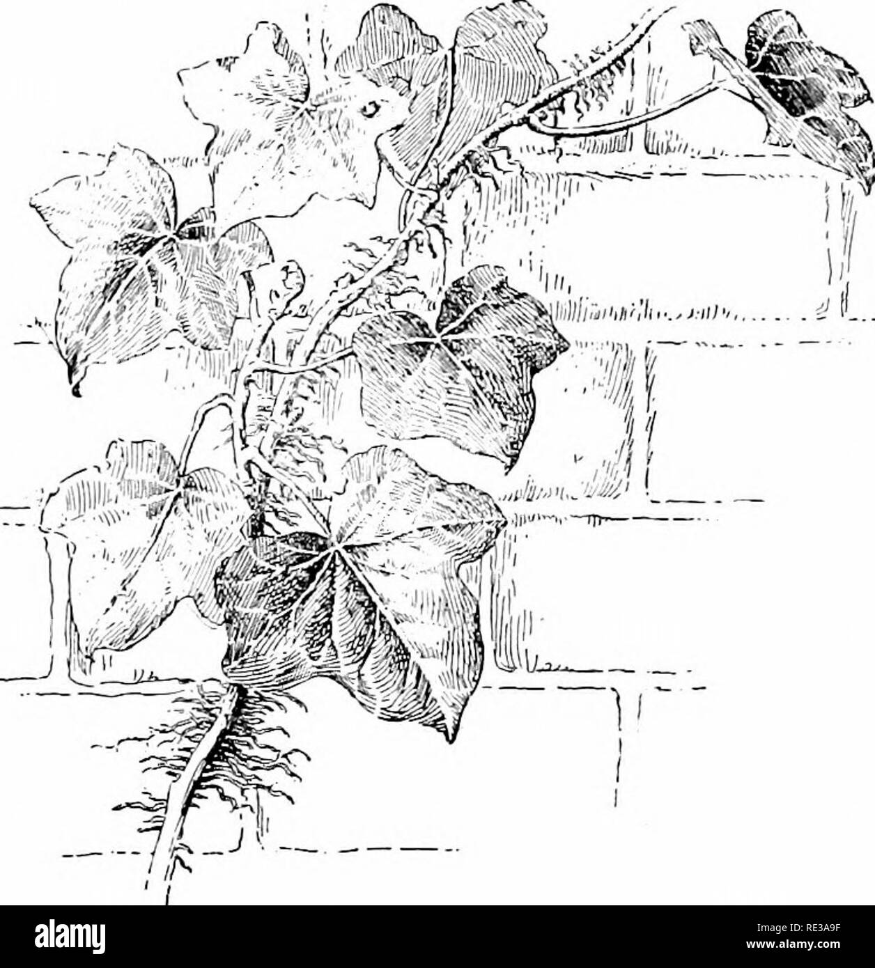 . Elementi di botanica. La botanica. Radici 31 aria-piante sono coltivate in serra. In tali impianti come edera (Fig. 13) le radici aeree (che sono anche fortuita) tenere la pianta alla parete o altra superficie fino a che si inerpica. Nel mais Indiano radici sono inviati fuori dai nodi ad una certa distanza al di sopra del suolo e infine discendono fino a. Fig. 13. Antenna radici accidentale della Ivy. Immettere la massa. Servono sia per ancorare il mais- levetta in modo tale da consentirgli di resistere al vento e di approvvigionamento di acqua aggiuntiva per l'impianto.^ essi spesso non producono radichette finché non raggiungono il suolo. 41. Acqua-R Foto Stock