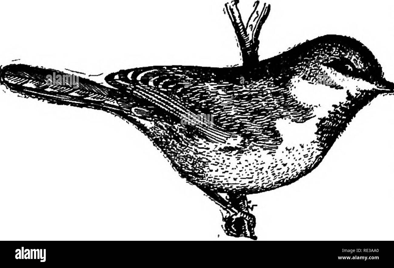 . I nidi e le uova di uccelli del Nord America. Gli uccelli; uccelli. 486 i nidi e le uova di massa, e conteneva cinque o sei giovani e uno addled uovo, che era noioso, ONU- spotted, calcareo-bianco. Il dottor Elliott Coues rende nota di due camuffati bianco Uova di questa specie, preso da William G. Smith, in Colorado. Il dottor Merrill dice che questa specie è forse la più comune specie residenti a Ft. Klamath, Ore., ein Winter è raramente al di fuori della vista o dell'udito. Tra il 25 maggio e 4 luglio, cinque nidi contenenti uova sono state scoperte in picchi' fori in Aspen o tronchetti di pino; le uova sono state cinque a in numero di otto, un Foto Stock