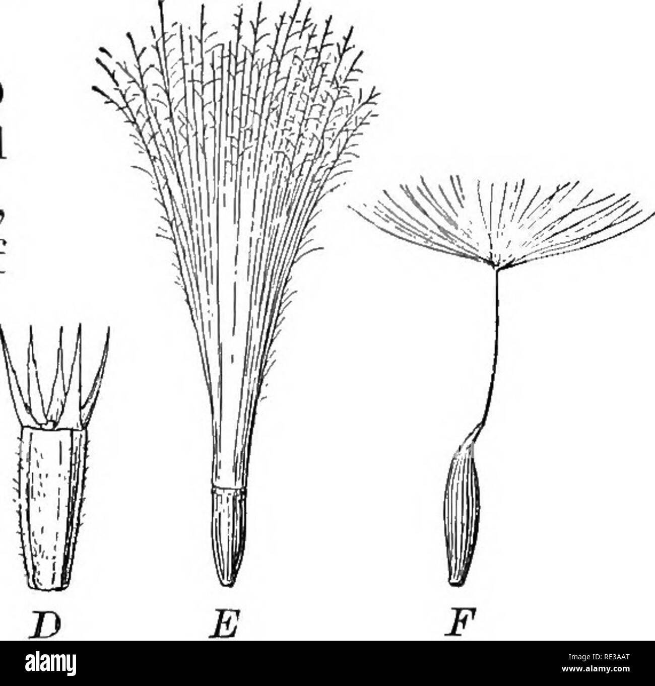 . Pratico botanica. La botanica. 370 Botanica pratica queste sono laurea-pulsante, Cina aster, crisantemo (in- cluding matricale e Marguerite), coreopsis, Cosmos, dalia, inglese daisy, everlastings, calendula, girasole, zinnia. 340. Piante utili di altre famiglie. Molte piante appartenenti a famiglie di sympetalous dicotiledoni non già descritti sono abbastanza importante da essere brevemente accennato. La famiglia di Oliva ( Oleacece) fornisce due arbusti ornamentali, lilla e f orsythia, e un importante genere del. Fig. 304. Akenes con vari tipi di pappus A, RudbeeMa, pappus voglia; B, Cichorium, Foto Stock