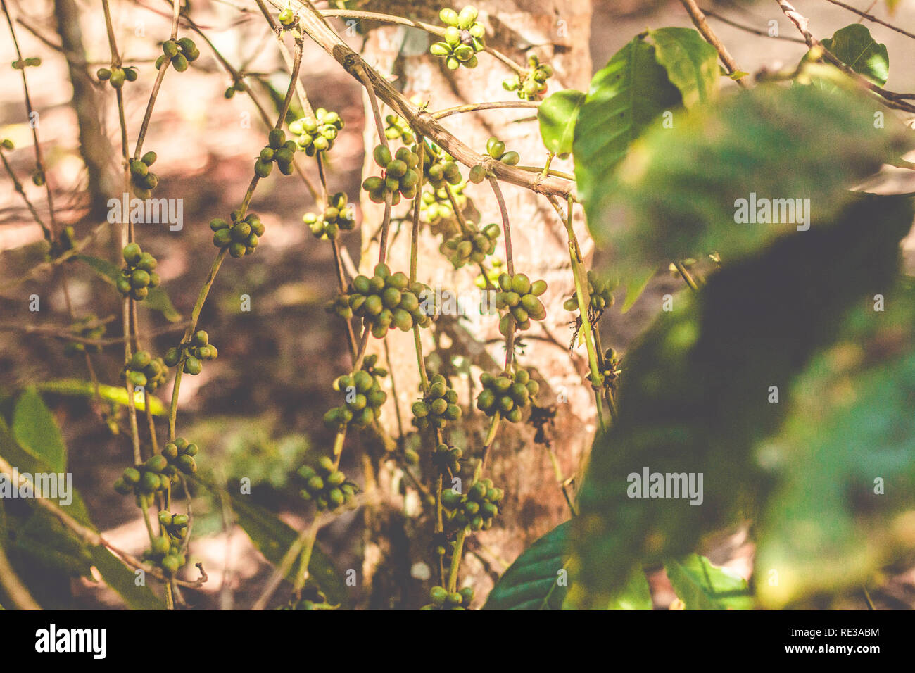 Verde biologico i chicchi di caffè sulla pianta del caffè. Caffè brasiliano Foto Stock