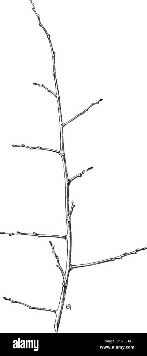 . Introduzione alla botanica. La botanica. !FiG. 79. Boccioli di accessori di box elder a faccia vista oi un peccato- gle di gruppo, con axil- lary bud, AX, tra accessorio gemme; B, vista di profilo di due gruppi opposti di plumule (fig. 141) è il primo terminale bud del giovane plantula. Comunemente il terminale bud è più forte di qualunque di quelle laterali, e rende più rapida crescita che non a. Gemme laterali sono di solito ascellare/ ; che essi derivano dalla axil, o angolo formato dalla foglia con lo stelo, come mostrato in figura 77, ax. Molte piante producono anche boccioli di accessori, che è, le gemme un po' al di fuori della lea Foto Stock