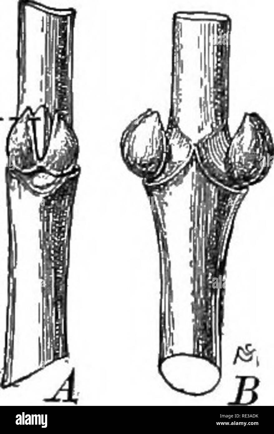 . Introduzione alla botanica. La botanica. 96 INTEODUCTION alla botanica. !FiG. 79. Boccioli di accessori di box elder a faccia vista oi un peccato- gle di gruppo, con axil- lary bud, AX, tra accessorio gemme; B, vista di profilo di due gruppi opposti di plumule (fig. 141) è il primo terminale bud del giovane plantula. Comunemente il terminale bud è più forte di qualunque di quelle laterali, e rende più rapida crescita che non a. Gemme laterali sono di solito ascellare/ ; che essi derivano dalla axil, o angolo formato dalla foglia con lo stelo, come mostrato in figura 77, ax. Molte piante producono anche boccioli di accessori, che è, le gemme Foto Stock