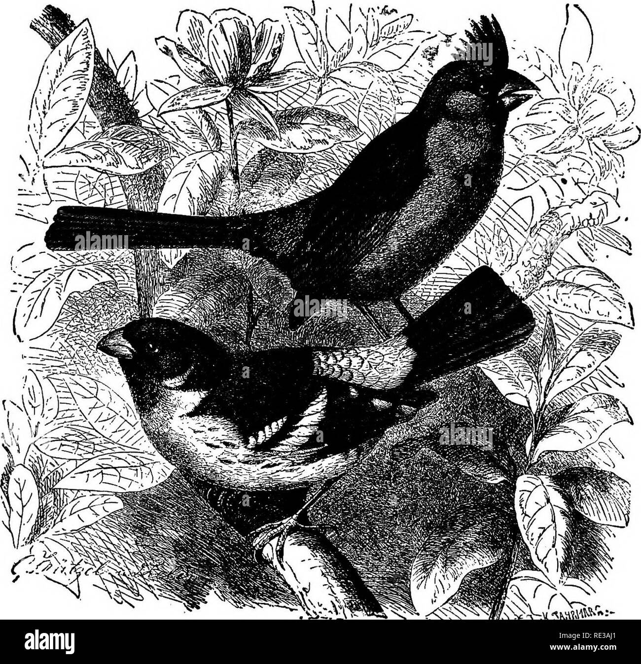 . I nidi e le uova di uccelli del Nord America. Gli uccelli; uccelli. NORTH AMERICAN BIRUf^. 401.. 603. Il Cardinale (iixUSBEAK, upp r ; KuciK uui^Ab i ^.i' ^..oaubAK, lo^^cr. .Ii"ium iirchmj le abitudini generali, di nesting e di uova di questa sottospecie sono esattamente identici a quelli del Cardinale del Nord. 594. TEXAK CABJDTS&amp;JJ. Sinuata Pyrrhuloxia Bonap. Geog. Dist.-Nord- ern il Messico e la frontiera meridionale degli Stati Uniti-sud del Texas all'Arizona meridionale e la Bassa California. Questa specie abita il confine meridionale degli Stati Uniti. Il dottor Merrill trovato abbondanti a volte alla porta marrone, Texas Foto Stock