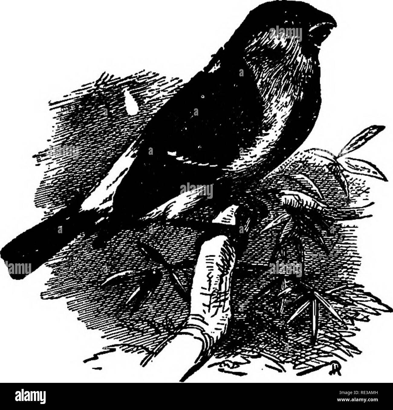 . I nidi e le uova di uccelli del Nord America. Gli uccelli; uccelli. Uccelli DEL NORD AMERICA. 3SS. * * Bullfinch europea. 517. Viola pizzico. Carpodacus purpureus (Gmel.) Geog. Dlst-Nord Orientale. America. Razze da northem Stati Uniti nortliward. Chiamato Grosbeak viola, Crimson Finch o Linnet. Si è trovato allevamento rego- larly nel nord del livello degli Stati-l'Dakotas, Minnesota, Wisconsin, Michigan, ecc., verso settentrione, e si dice che è stato trovato nestijig nel nord dell'Illinois. Un abbondante di uccelli nel New England, dove la sua canzone dolce, colori luminosi e socievole disposizione hanno reso un uccello preferito. Esso Foto Stock