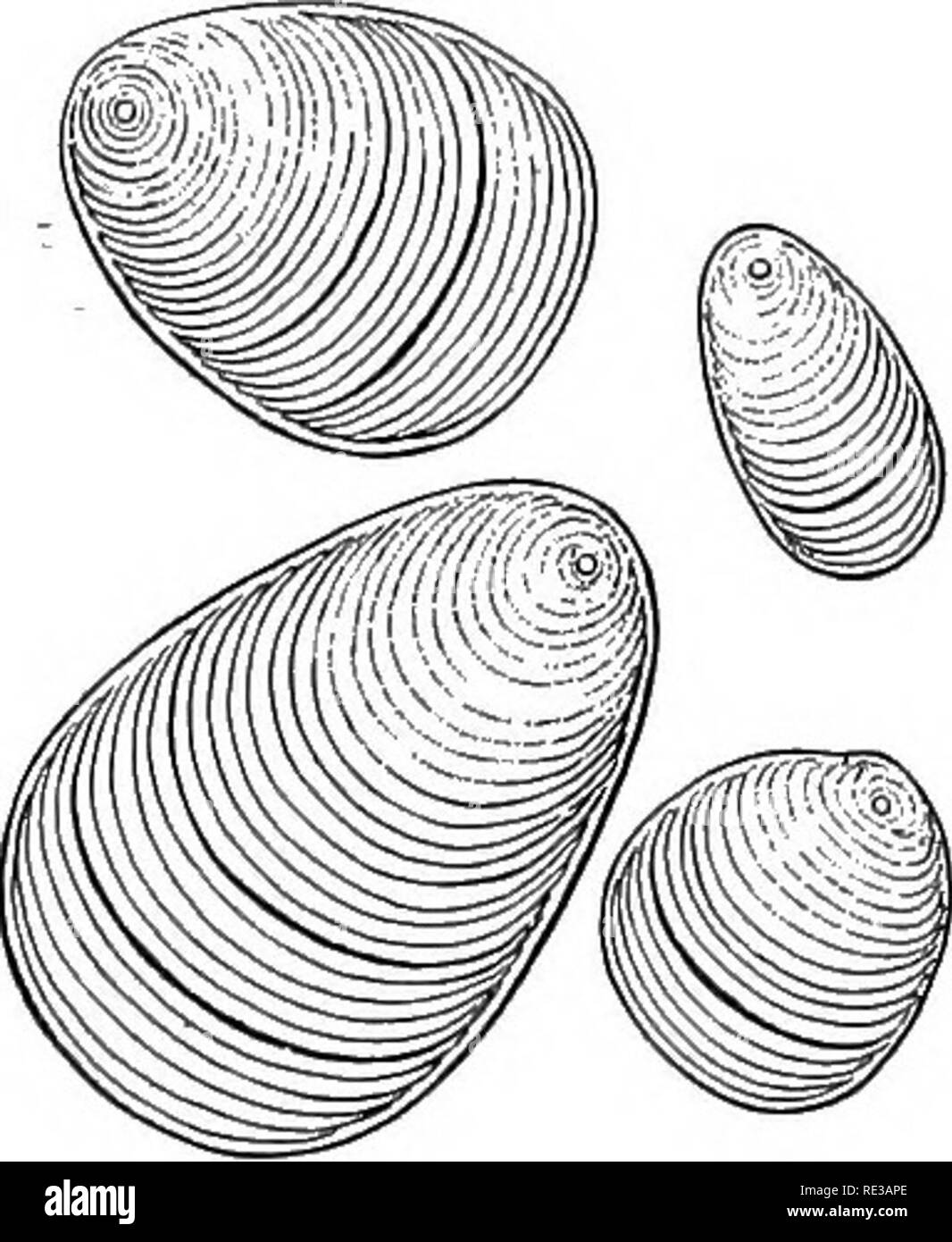 . Introduzione alla botanica. La botanica. 40 INTKODUGTIOK alla botanica spesso piante verdi rendono più cibo di quanto essi utilizzano al tuTie, e questo eccesso di cibo può essere memorizzata o riservati in qualche modo. Alimenti conservati può o può non essere utilizzata successivamente da parte della pianta e può spesso diventano il cibo di altre piante, di ani- Malles, o degli uomini. 38. Alimenti trasportati dall'impianto. In tutti tranne la sim- plest piante riserva di cibo è trasportato dalle cellule in cui è stato fabbricato, in altre celle. Nelle piante con foglie carnose come il semprevivo, il secolo pianta, il comune purs- lane, e molti altri, la maggior pa Foto Stock