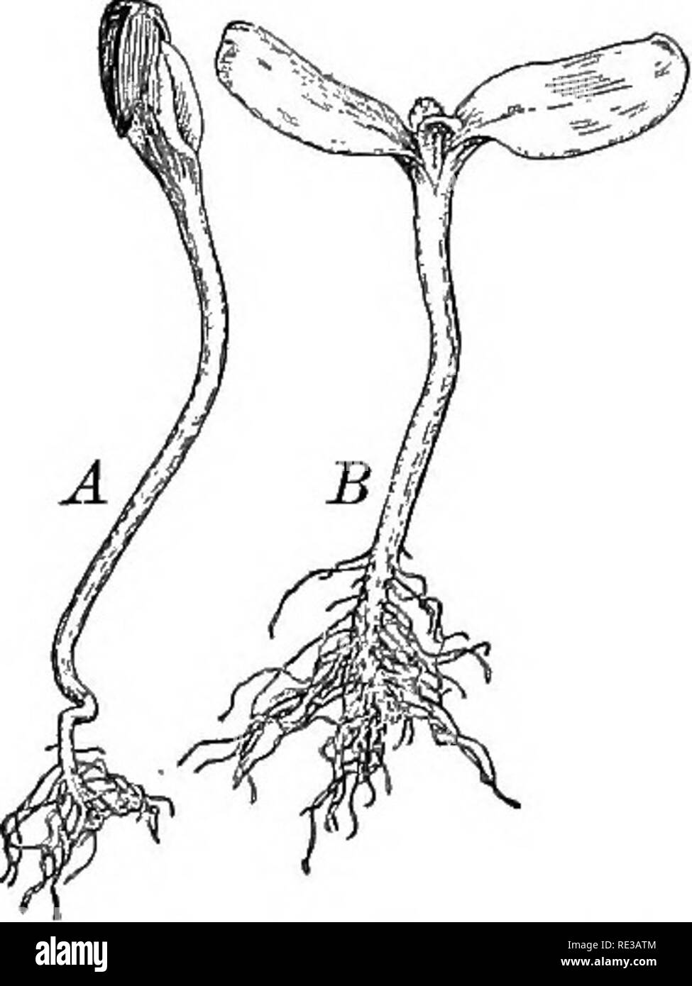 . Introduzione alla botanica. La botanica. 18 INTRODUZIONE^ alla botanica verso l'alto da essa; in altri il cappotto di seme è portato su il seme foglie fino a quando non appare al di sopra della superficie del terreno, quando dallo spargimento delle sementi lascia il mantello è sceso (fig. 13). Alcuni tipi di piante hanno un seme foglia, come nel granoturco; mentre altri, come i semi di girasole, di avere due foglie di sementi, tra cui il primo vero lascia apparire. 15. Un ulteriore studio delle parti di un impianto. Deve essere evidente dalla discussione in questo capitolo che una pianta è. Maiale. 13. Piantine di girasole pianta un vecchio cappotto di seme ancora parzialmente inclos Foto Stock