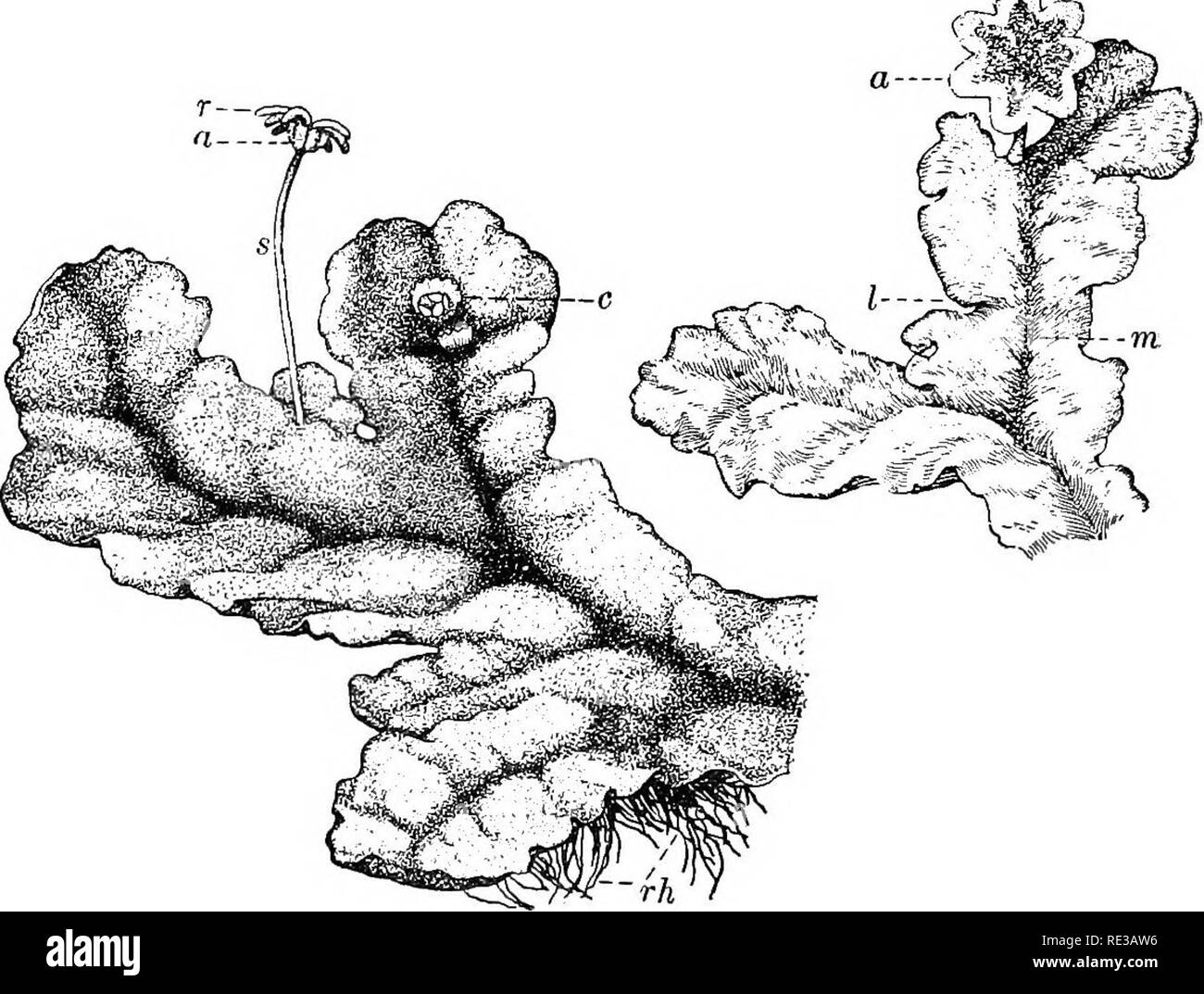 . Pratico botanica. La botanica. 268 PEACTICAL botanica è atmosferica contatto con la clorofilla interna regione. Gli strati inferiori di tessuto recare meno di clorofilla, ma essi com- pongono il principale supporto di parte dell'impianto. Da questi la rhizoids scendere. Nella struttura vegetativa Marchantia è più complesso di quanto Ricda, o forse di muschi e molto più complesso rispetto a qualsiasi del verde algse.. Fig. 223. Un comune liverwort {Marchaviia) l'impianto mostrata a sinistra è un archegonial o pianta femmina: Rh, rhizoids; c, cupulas, in cui sono le gemme o gemmse; .&LT; levetta del ramo archegonial; )•, r Foto Stock